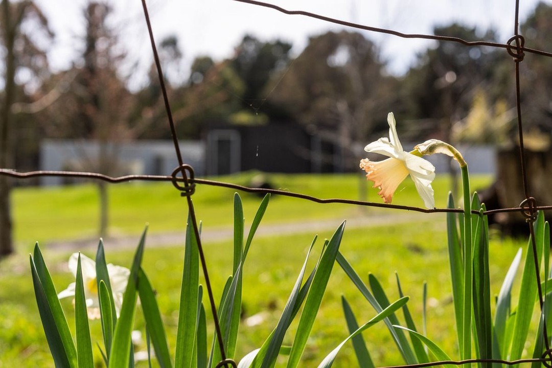 Daffodils blooming at the entrance to the Zenkai Clinic means one thing - SPRINGTIME! 🌼🌼🌼
Let’s talk about Traditional Chinese Medicine tips for a happier, healthier Spring.
You can afford to go to bed a little later, but continue to rise early.
Begin your day with a glass of warm water when you wake up to help the Liver to detoxify itself – add a squeeze of lemon juice for an even greater effect.
Ensure you’re getting enough B group vitamins and eating fresh fruits high in vitamin C.
Pep up salads with homemade vinaigrettes – but go easy on the oil!
Eliminate or reduce alcohol, nicotine and caffeine consumption to relieve stress on your liver.
Find a gentle outdoor activity, especially if you’ve been feeling a bit irritable. It could be as simple as taking a stroll around the block to admire the magnificent daffodils and magnolias currently on display.
Consider coming in to get a seasonal acupuncture ‘tune-up’. The change of seasons is a good time of year for treatment. Even if you only have it a few times a year, treatment designed to balance your body and the season can help you start this season on a more positive note.
Incorporate deep breathing and a morning stretch into your exercise routine – try meditation, yoga or tai chi 🧘🏼♀️
There are many ways TCM can help support you seasonally!
If you’d like to learn more, head to the Zenkai website or get in touch! 📲
.
.
.
.
.
#woodend #macedonranges #gisborne #kyneton #regionalvictoria #macedonrangesnaturallycool #daylesfordmacedonranges #daylesfordmacedon #zenkai #zenkaihealth #zenkaiwoodend #chinesemedicine #traditionalchinesemedicine #kinesology #fertility #womenshealth #wellness #herbalmedicines #naturalmedicine #acupuncture #cupping #cuppingtherapy #holistichealth #fertilityjourney #fertilitydoctor #fertilitysupport #fertilityhealth #fertilitysupplements