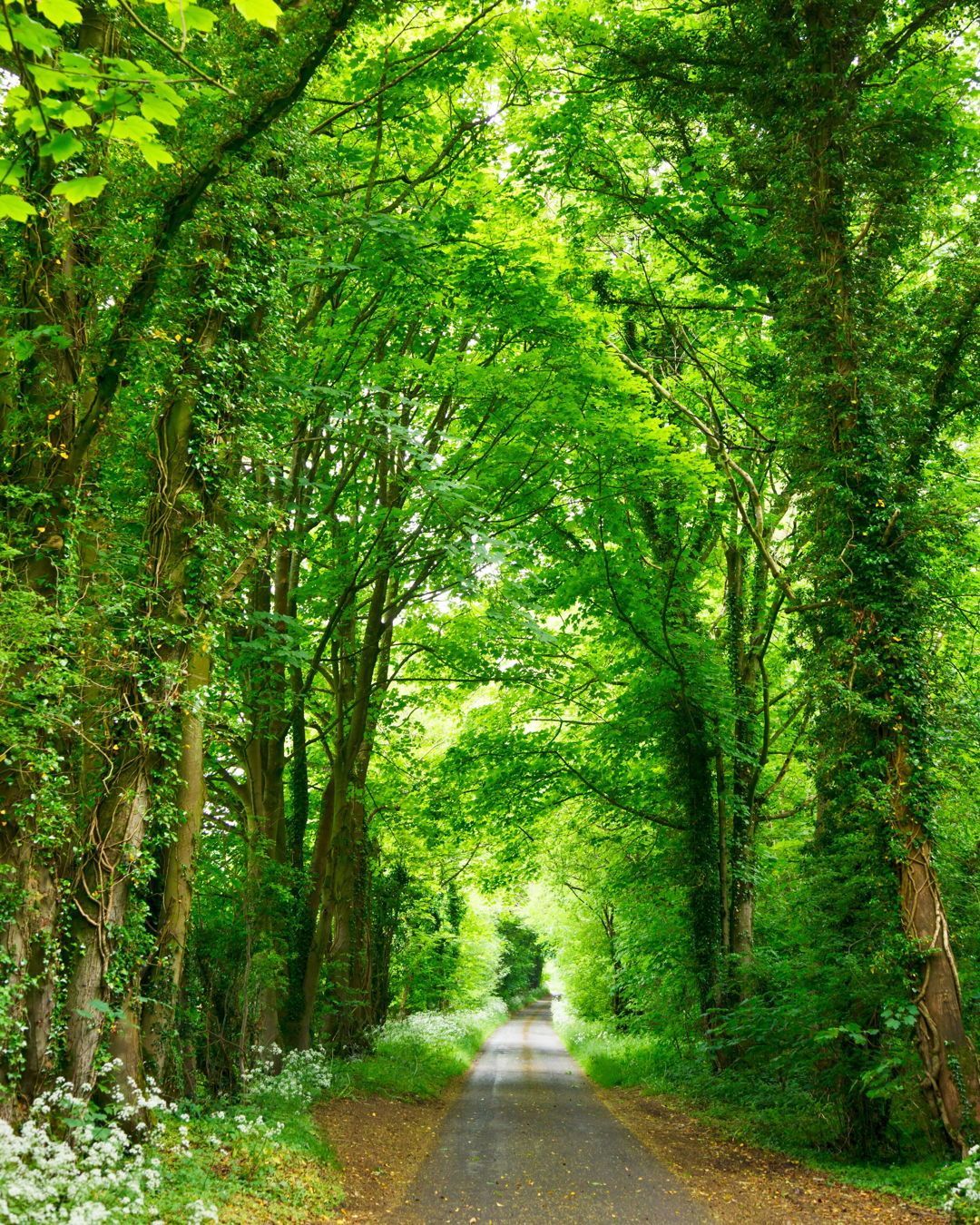 Spring: The Liver, Expansion, and The Wood Element
Traditional Chinese Medicine theory encompasses five elements: fire, earth, wood, water, and metal. Each element is linked to specific organs, seasons, emotions, tastes, smells, and sounds. Spring represents the Wood element associated with birth and the Liver/Gallbladder organs.
This season signifies new beginnings amid longer days and warmer temperatures but also brings strong winds that impact liver energy flow. The Liver's role in spring involves ensuring smooth Qi flow despite being particularly vulnerable to wind disturbances during this period of expansion and growth after winter hibernation.
https://www.zenkai.com.au/
.
.
.
.
#woodend #macedonranges #gisborne #kyneton #regionalvictoria #macedonrangesnaturallycool #daylesfordmacedonranges #daylesfordmacedon #zenkai #zenkaihealth #zenkaiwoodend #chinesemedicine #traditionalchinesemedicine