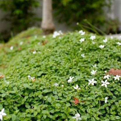 Gardening connects us deeply to the present moment, offering tranquillity far beyond the blooms and soil. As we plant, nurture, and watch our gardens grow, we're reminded of our intrinsic connection to nature and the beauty of life’s natural cycles. In many ways, this mirrors the principles of Traditional Chinese Medicine (TCM), which emphasises harmony, balance, and the flow of energy (Qi) between humans and nature.
Just like TCM works to balance the body, gardening invites us to balance our internal world. Tending to plants involves patience, nurturing, and resilience—qualities that support not only physical health but also emotional well-being. By immersing ourselves in the garden, we engage all our senses, pulling ourselves away from the chaos of daily life into the simplicity of the present.
Gardening becomes a meditation in movement, a sanctuary for the mind and soul, much like a TCM treatment that harmonises body and spirit. The rhythmic tasks of planting, watering, and weeding cultivate mindfulness, grounding us in the moment and promoting relaxation.
Whether you have a sprawling garden or just a few potted plants, the act of caring for them reflects TCM’s principle of living in tune with nature.
.
.
.
.
#woodend #macedonranges #gisborne #kyneton #regionalvictoria #macedonrangesnaturallycool #daylesfordmacedonranges #daylesfordmacedon #zenkai #zenkaihealth #zenkaiwoodend #chinesemedicine #traditionalchinesemedicine