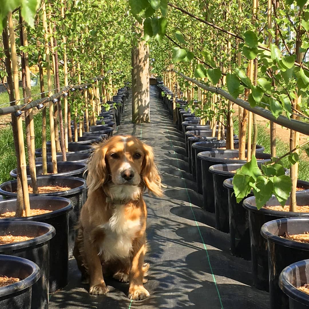 Bailey keeping cool in the shade of our 3 meter Silver Birch trees