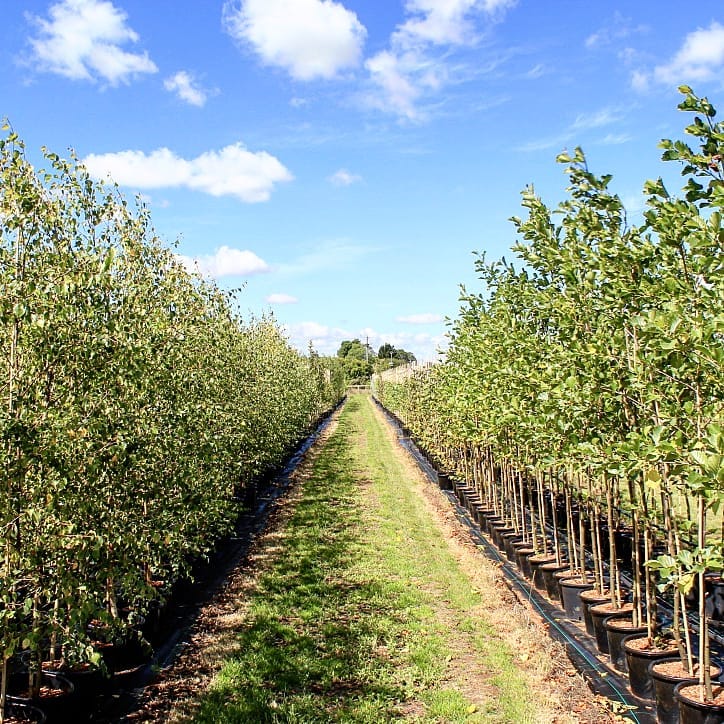 #gardentrees #plantnursery #landscaping #landscapingideas