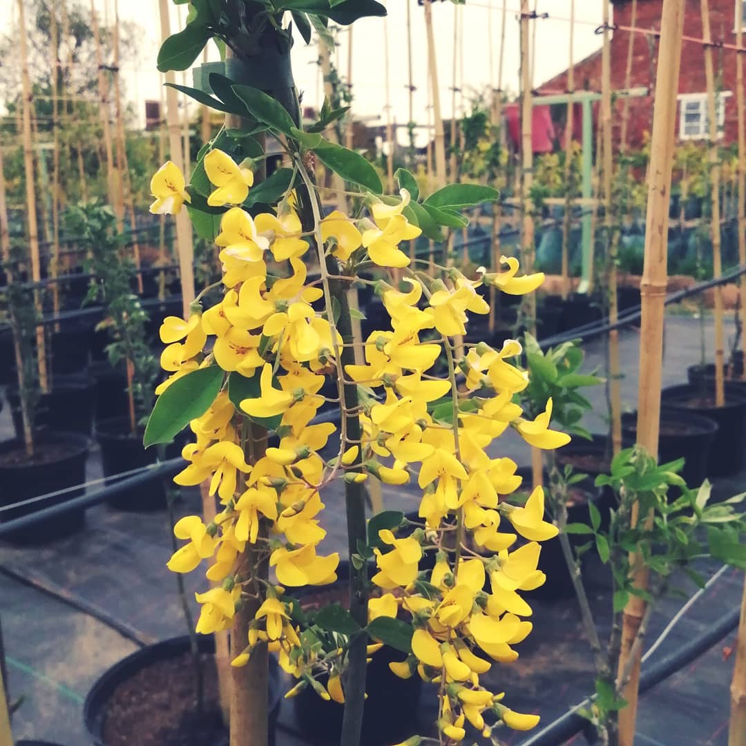 Golden Chain producing bright yellow racemes of spring flowers #laburnum