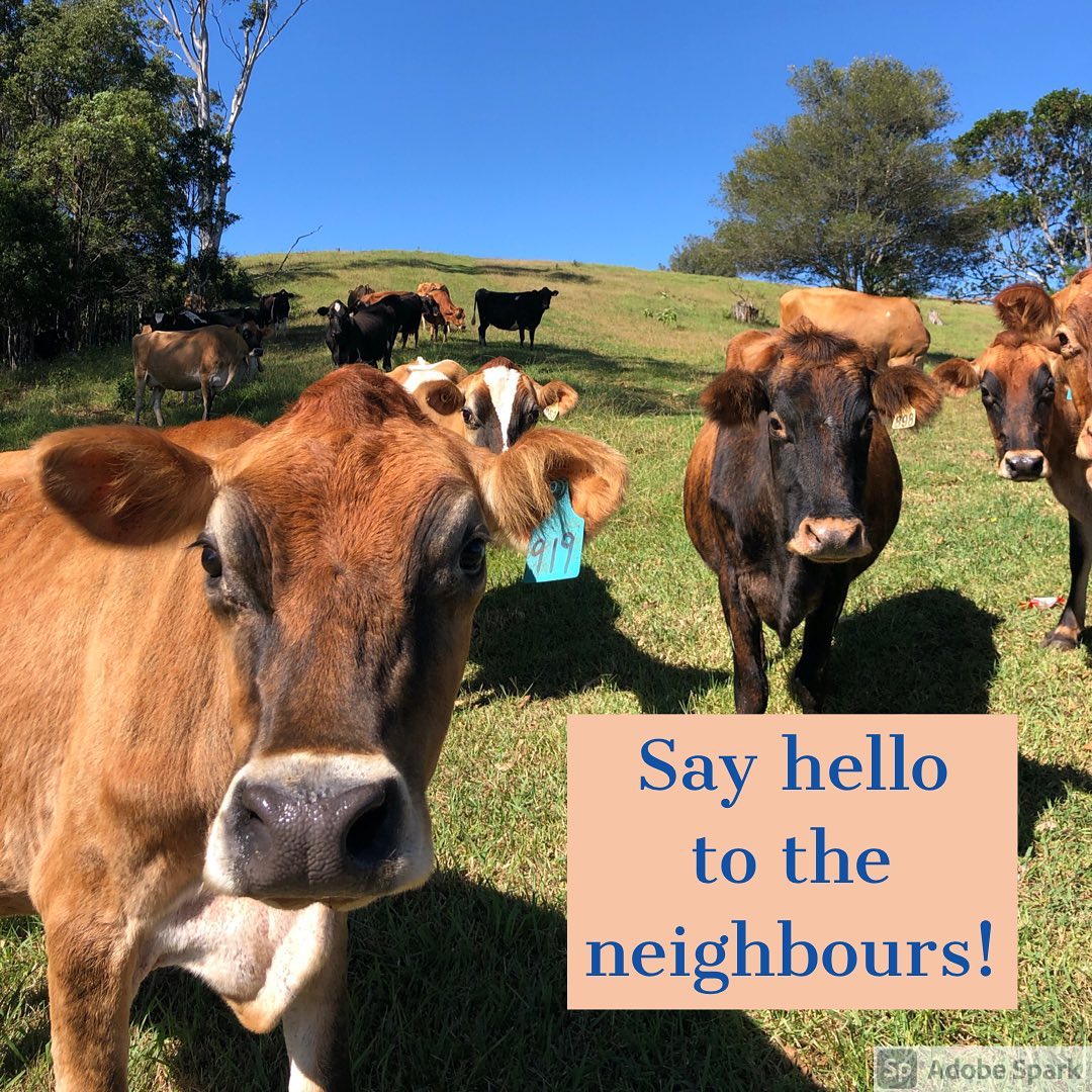 Nature at your doorstep!
#cows #fyreflyretreat #greatsoutheast #tinyhouse #comingsoon #beechmontqld #relax #weekendaway