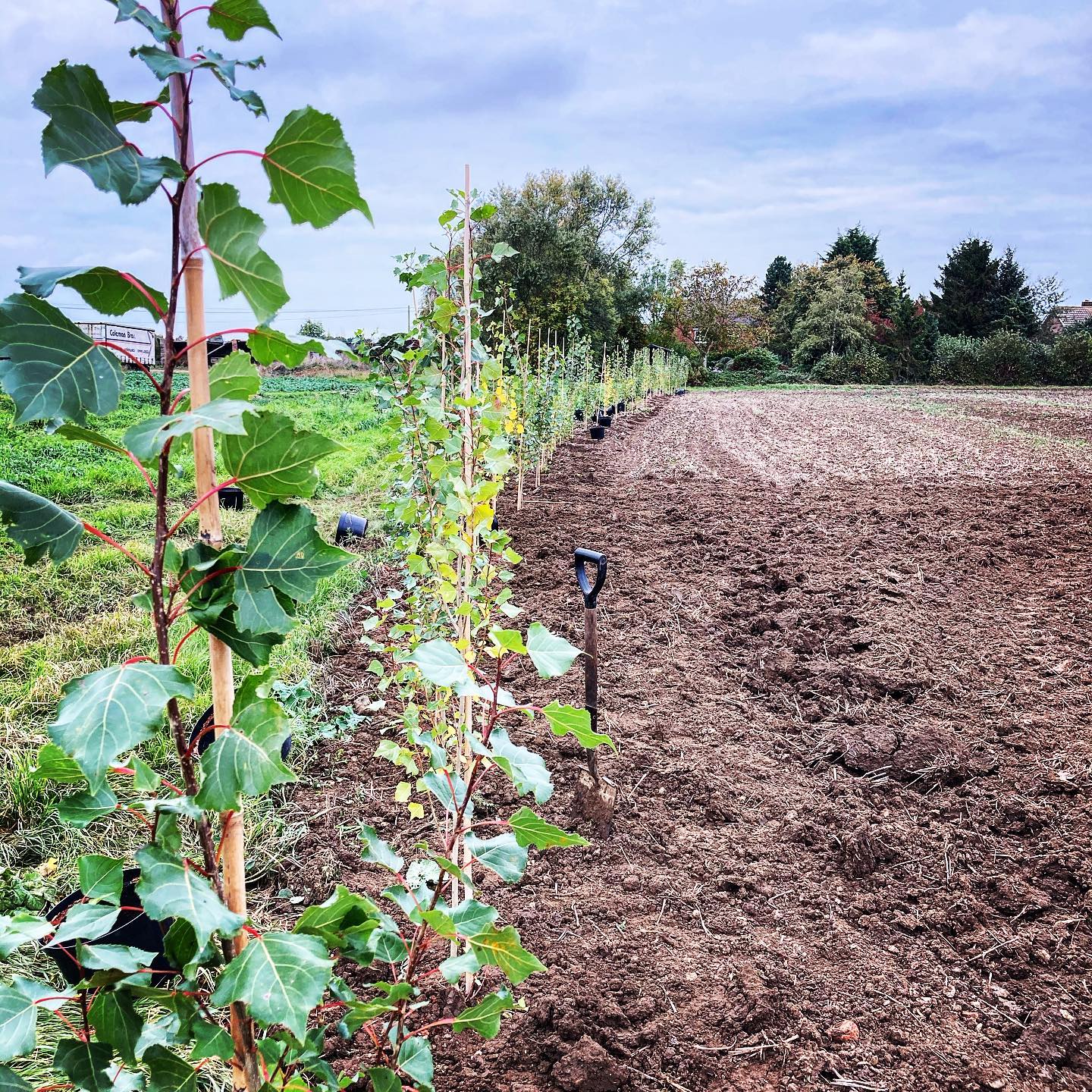 Lombardy Poplar wind break planting. 🌲 🌲 🌲 🌲 Perfect time of year for planting out containerised trees as leaf foliage requires less water and roots are still growing into warm soils. #treeplanting #buytrees #poplar #treescape