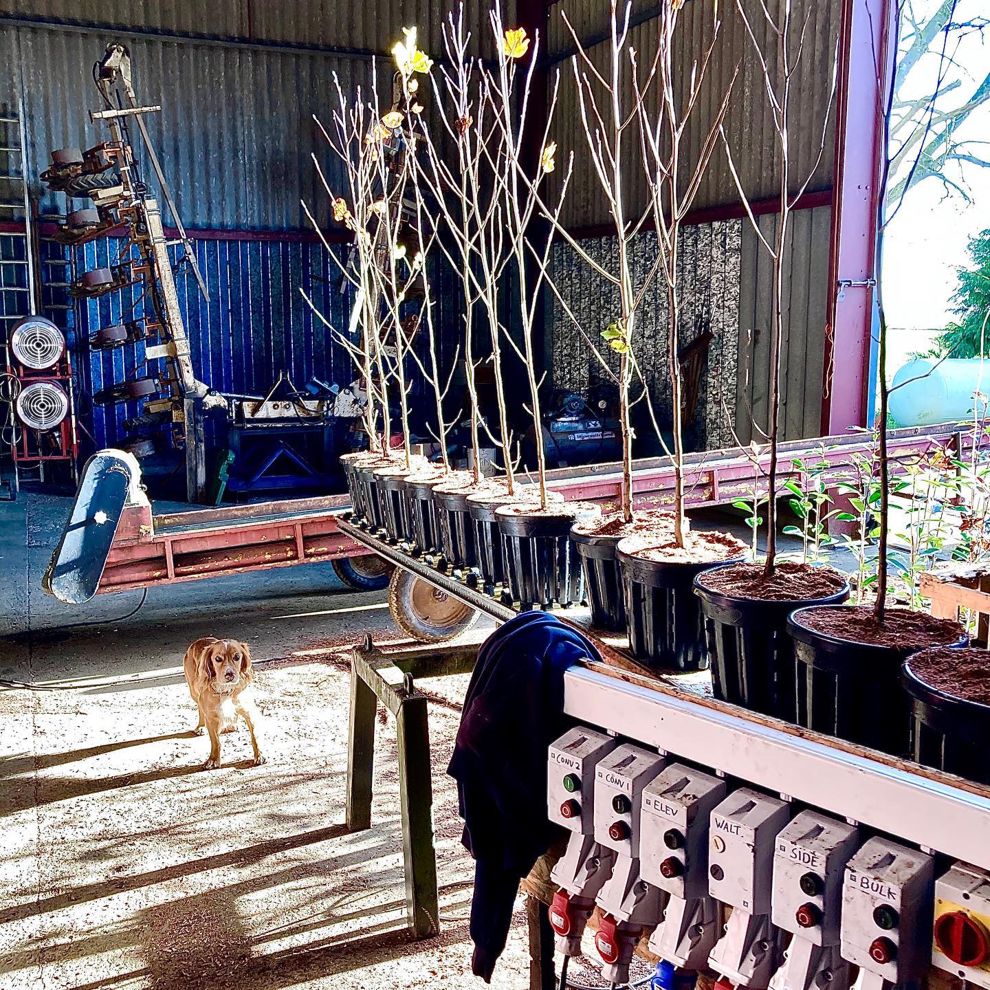 Liriodendron tulipifera - Tulip Trees. Potted in 20L slotted containers to allow air to reach the roots, helping grow a strong and fibrous root system 🌳