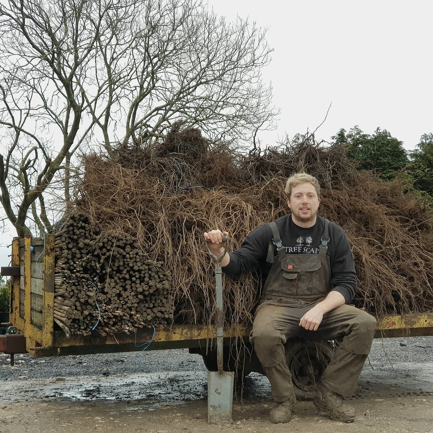 480 rowan and pear trees dug from the field. These will be graded into container grown spec and the remaining will be planted again spaced further apart for another seasons growth and pruning 🌳 someone please fetch a beer 🍺 🏉 🙌