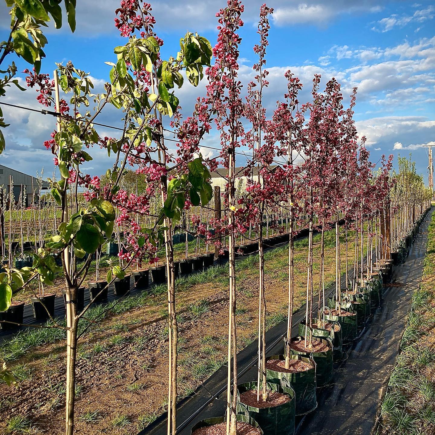‘Rudolf’ Ornamental Crab Apple standing out in the new container tree section 🌺
.
.
.
.
.
#treenursery #treeplanting #landscaping