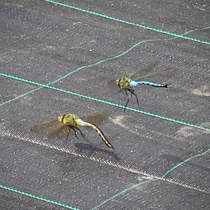 A pair of dragonflies have claimed a section of the nursery as theirs over the last couple days. Continuously patrolling the area, fighting bees and any other flying insects that happen to step on their patch 🐉 🌳 🤯