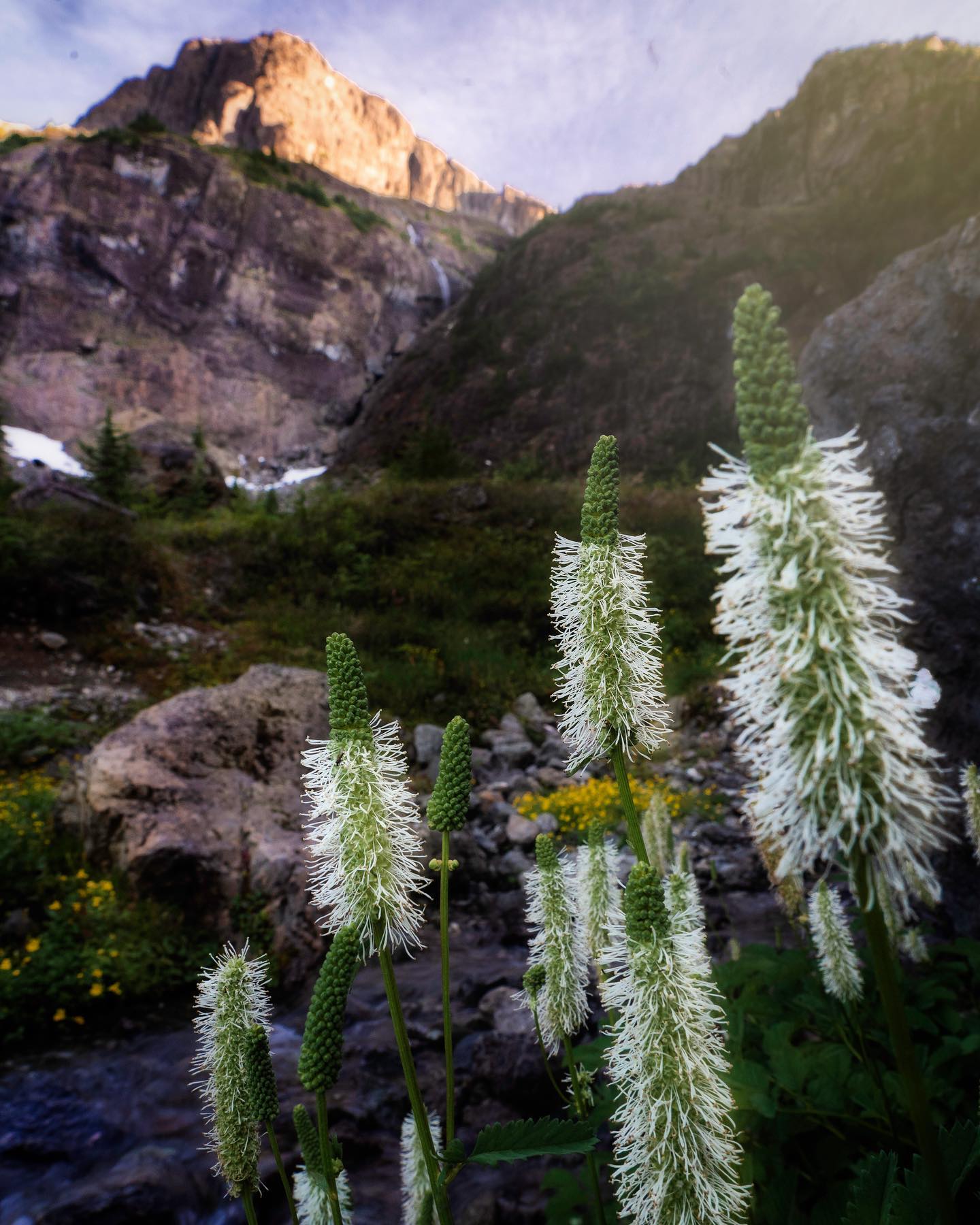 Canadian Burnett blooming in the alpine of Strathcona Provincial Park. King's peak in the background.
.
.
.
.
.
#yourbcparks #bcparks #landscapephotography #hellobc #explorebc #explorevancouverisland #marvelshots #majestic_earth #wildflowers #explorecanada #strathconacollective #strathconapark