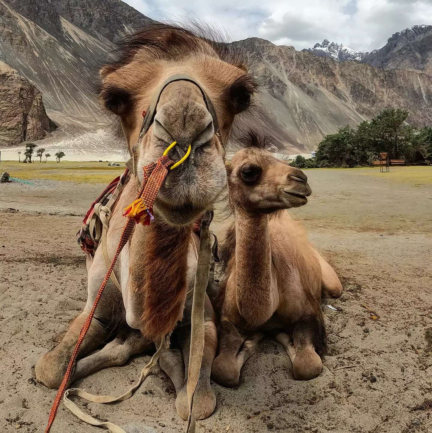 Our cool buddies from Hunder in Nubra Valley
.
.
#ladakhbackpackers #travelholic #backpacking #lehladakh #backpackers #wanderlust #gopro #goprohero9 #instagram #nikonindiaphotography #ladakh #backpackertrails  #adventurelover #himalyandiaries #himalayas #ladakh2021 #travelphotography#incredibleindia  #pangonglake #khardungla #nubravalley #royalenfieldhimalayan #royalenfield #ladakhbiketour #ladakhbiketrip #biking #neerajchopra #ladakhdiaries#followforfollow #adventurelover #himalyandiaries #himalayas #ladakh2021 #follow4followback