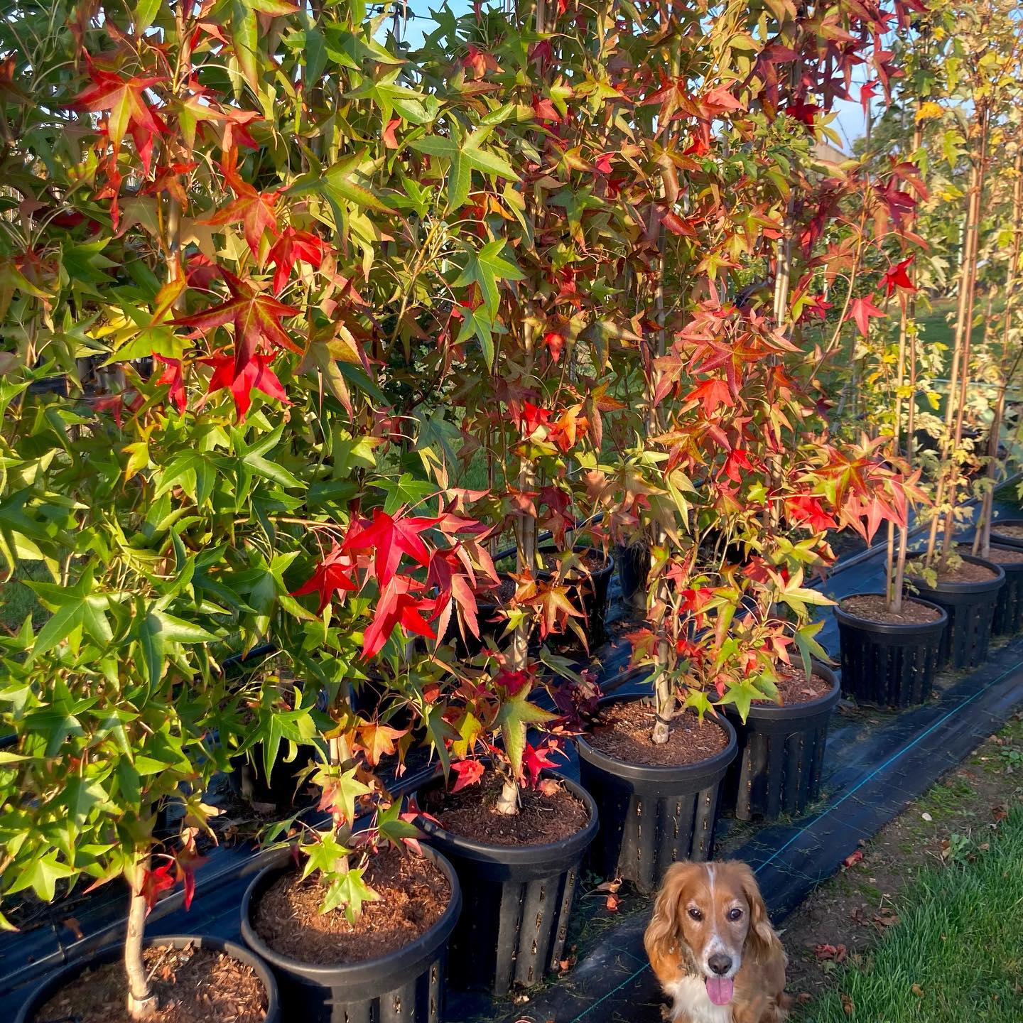 Autumnal red and yellow October colours standing out 🍂
1) Liquidambar ‘Slender Silhouette’
2)Ornamental Pear ‘Chanticleer’
3) Norway Maple ‘Royal Red’
4) Horse Chestnut
5) Almond ‘Robijn’
6) Liquidambar ‘Lane Robert’s’
7) Red Oak
8) Red Maple ‘October Glory’
9) Red Maple ‘Sun Valley’
10) Sorbus aucuparia Rowan
Plenty other additional species showing vibrant autumn colours on the Nursery.
#treenursery #ukgardens #landscapedesign #autumncolors #treefarm