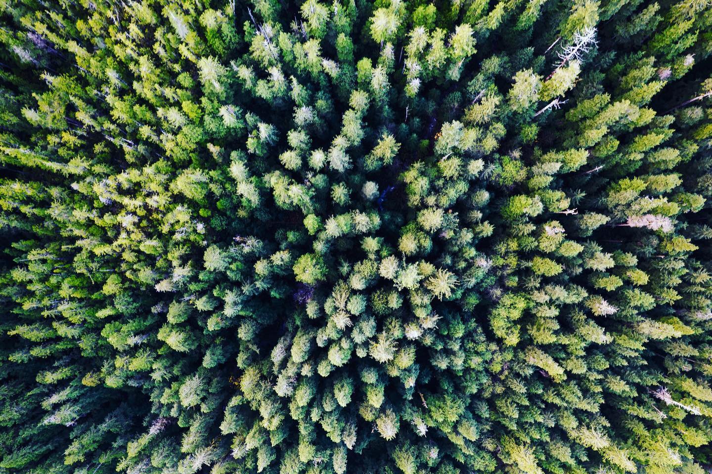 Above a pristine intact old-growth forest on the west coast of Vancouver Island. Many habitats like this one are at risk of being destroyed. The old-growth of Fairy Creek is just the beginning of what we must protect if we hope to survive on this beautiful planet.
.
.
.
.
#fairycreek #oldgrowth #savefairycreek #explorevancouverisland #landscape #forest #trees