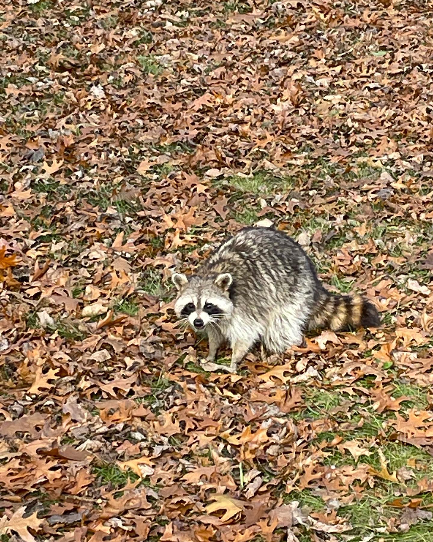 Official company Mascot 👏