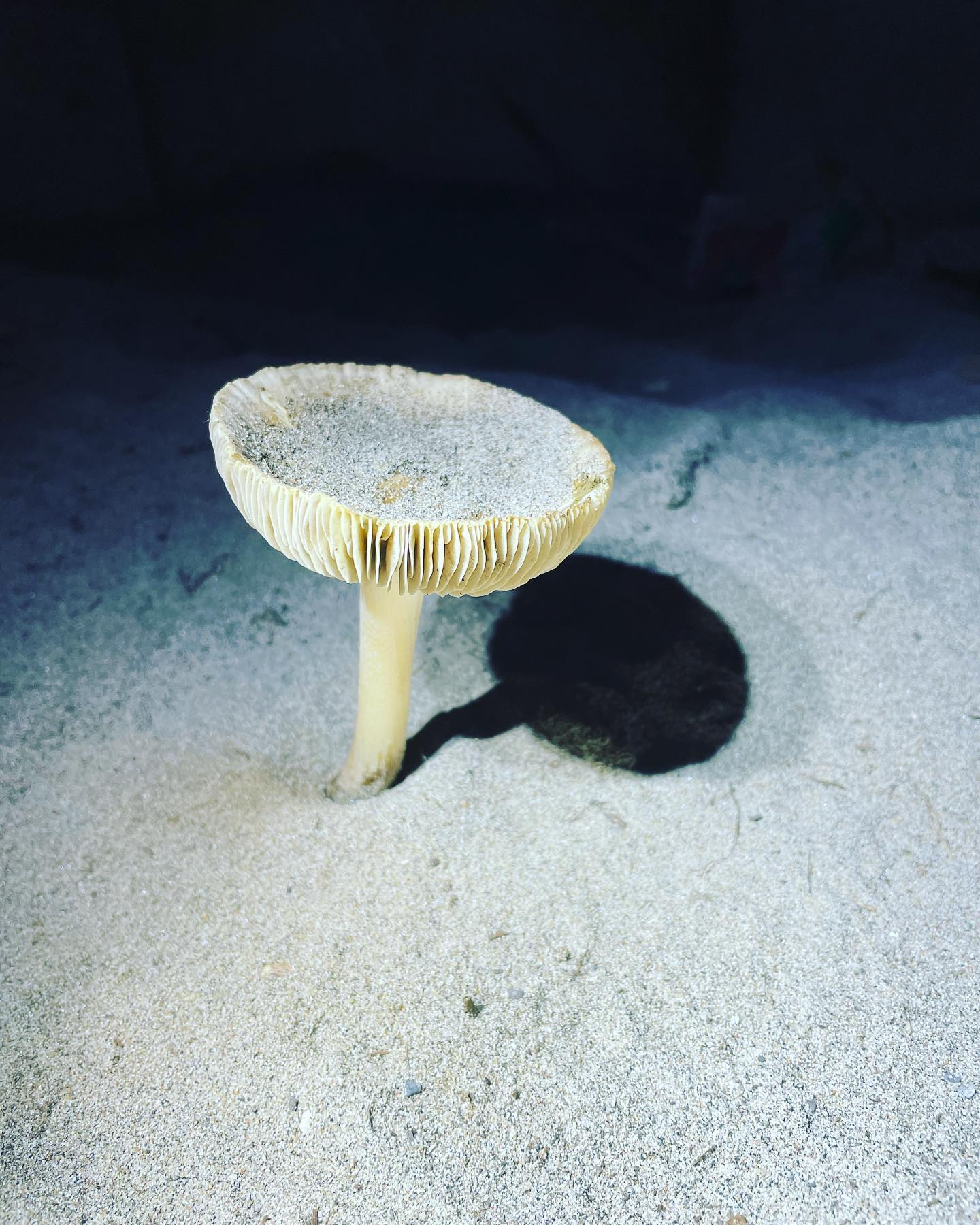 New mushroom discovered today! It's bigger than it looks in the picture!