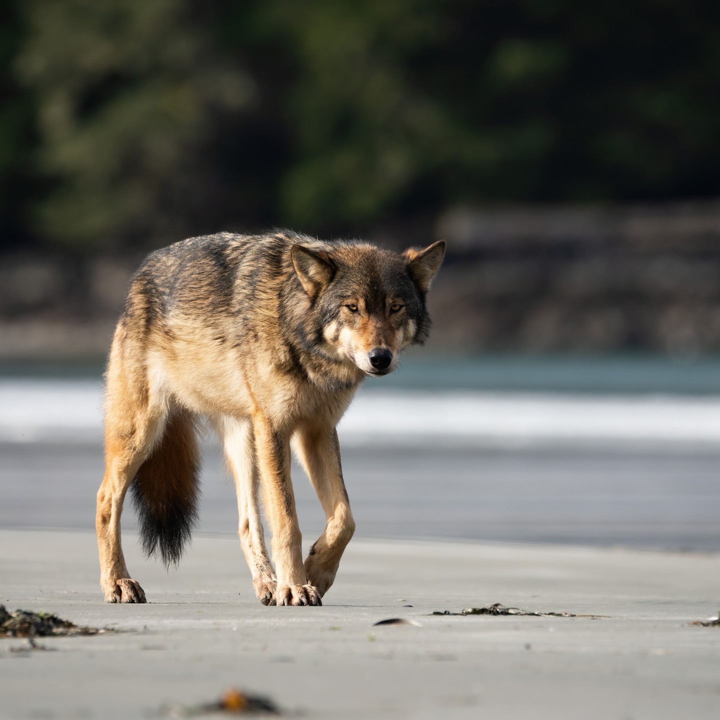 I've been trying to capture an image of a coastal wolf for many years. It finally happened. 5 Days camping in the freezing cold and waking up before dawn paid off. Such a humbling experience to encounter this incredible being. So much gratitude.
Undisclosed location on West Coast Vancouver Island
.
.
.
#coastalwolf #wolf #wildlife #explorevancouverisland #explorebc #hellobc #earthfocus #wildlifeonearth #wildlifeplanet #wildlifephotography #savebcwolves