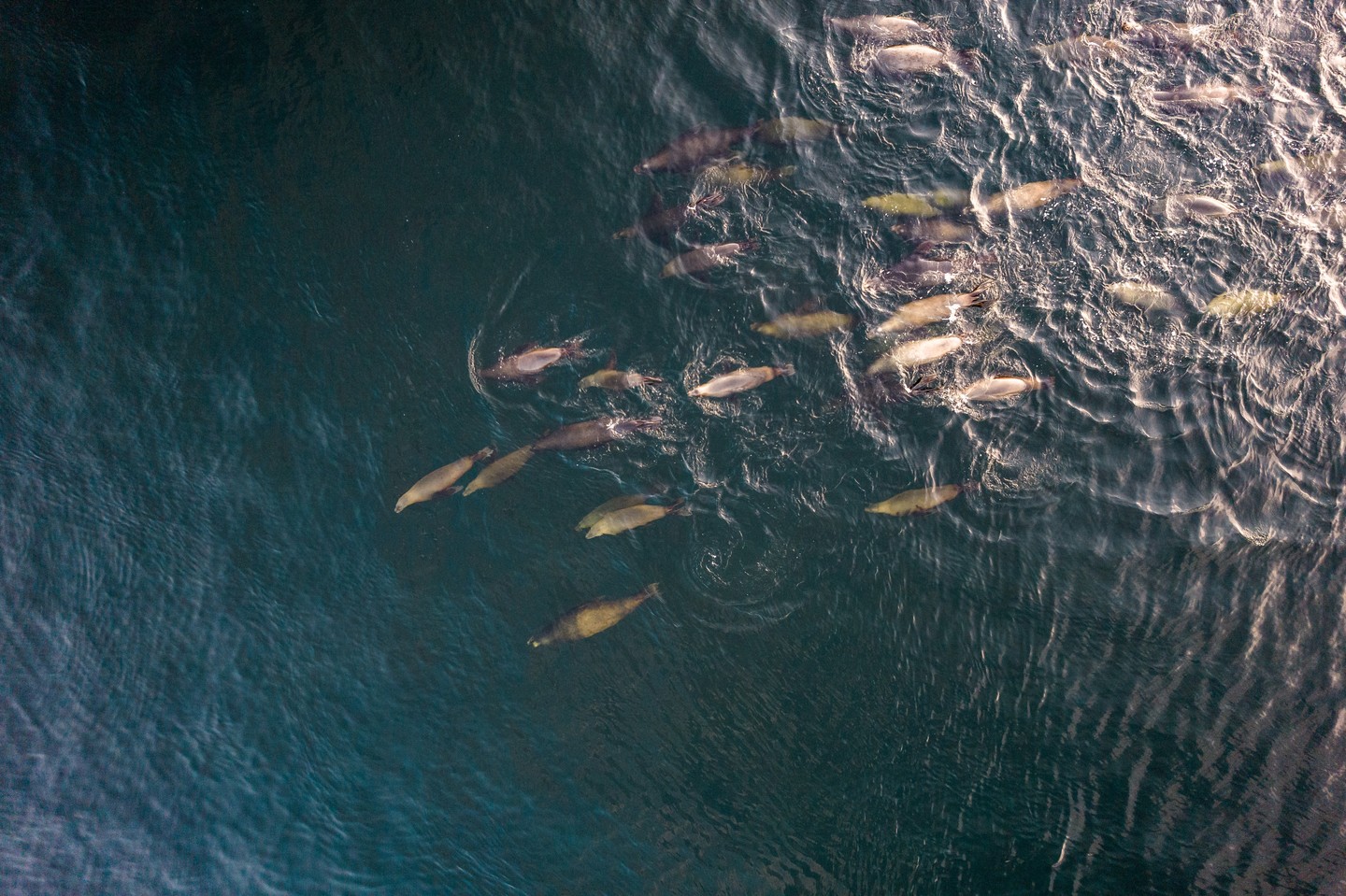Sealions in Barkley Sound.
.
.
.
#sealions #barkleysound #wildlife #dji #djiglobal #nature #ocean
Prints of my work available on Etsy, Link in my Bio.
