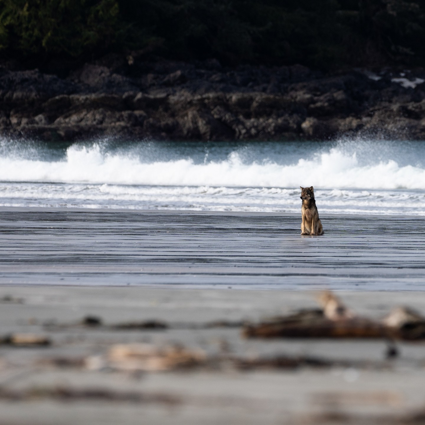 Wolf chilling by the break. From my coastal wolf encounter last month.
#wildlife #wildlifephotography #coastalwolf #wolf #explorevancouverisland #hellobc #explorebc #natgeowild #majestic_earth #wildlifeonearth