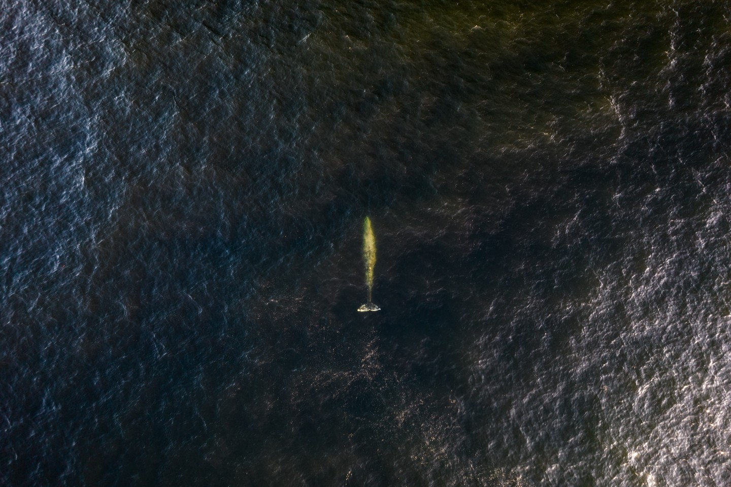 Grey Whale
#whale #ucluelet #tofino #explorebc #hellobc #vancouverisland #ocean #oceanlovers