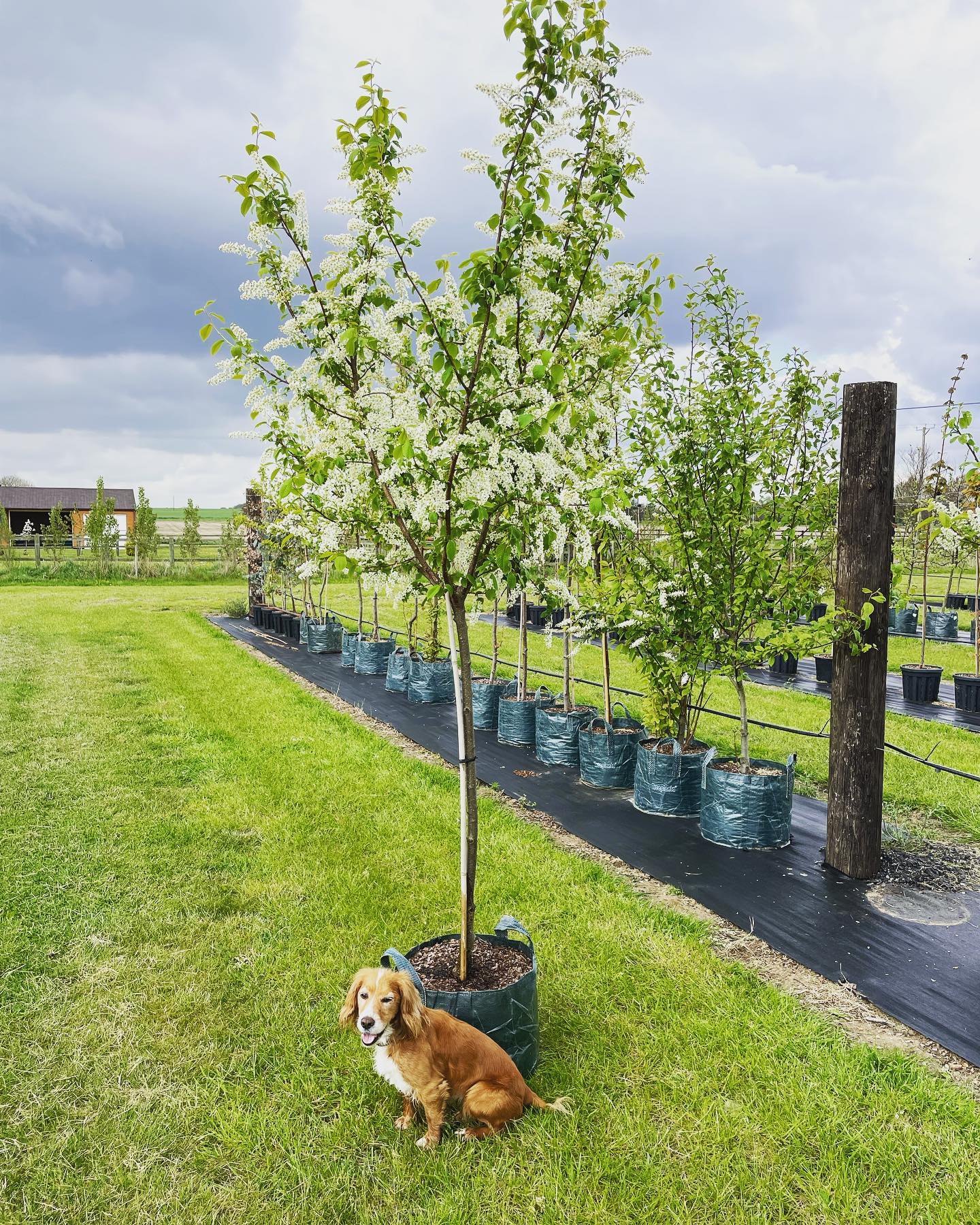 Bird Cherries (Prunus padus) looking great this time of year! Great for pollinators and a food source for birds.