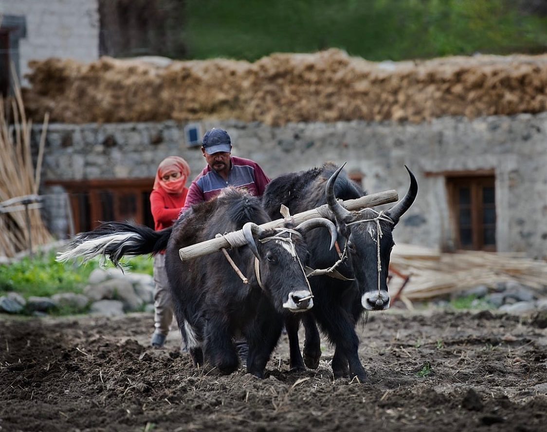 TRAVEL STORIES FROM LADAKH
.
.
"Planting season finds
farmers up at the crack of dawn to beat the days
harsh sun in the high altitude area of Zanskar Valley.
Family members and neighbors work together to sow
the seeds that will bring forth food for their table in
months ahead.
Farmers often sing to their yaks to keep them in step
and also give a calming sense of encouragement.
With each new planting season sacrifice , hard work,
and patience are required. There is always the
unwavering hope and optimism that the land will
reap great rewards”
.
.
Courtesy @lynncoffeyphotography 
#ladakhbackpackers #travelholic #nubravalley #backpacking #reels #trendingreels #lehladakh #backpackers #trending ##wanderlust #spiritualawakening #instagram #nikonindiaphotography #ladakh #likeforlikes #backpackertrails #ladakhdiaries #followforfollow #adventurelover #himalyandiaries #himalayas #ladakh2022 #incredibleindia #shotoniphone #travelphotography#incredibleindia #follow4followback #instalike #instagood #instamood