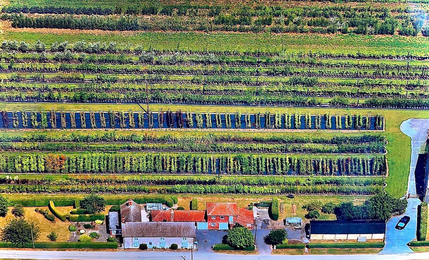 June 2022 aerial photo of the potted tree zone🪴 🌳 🌲 🌳