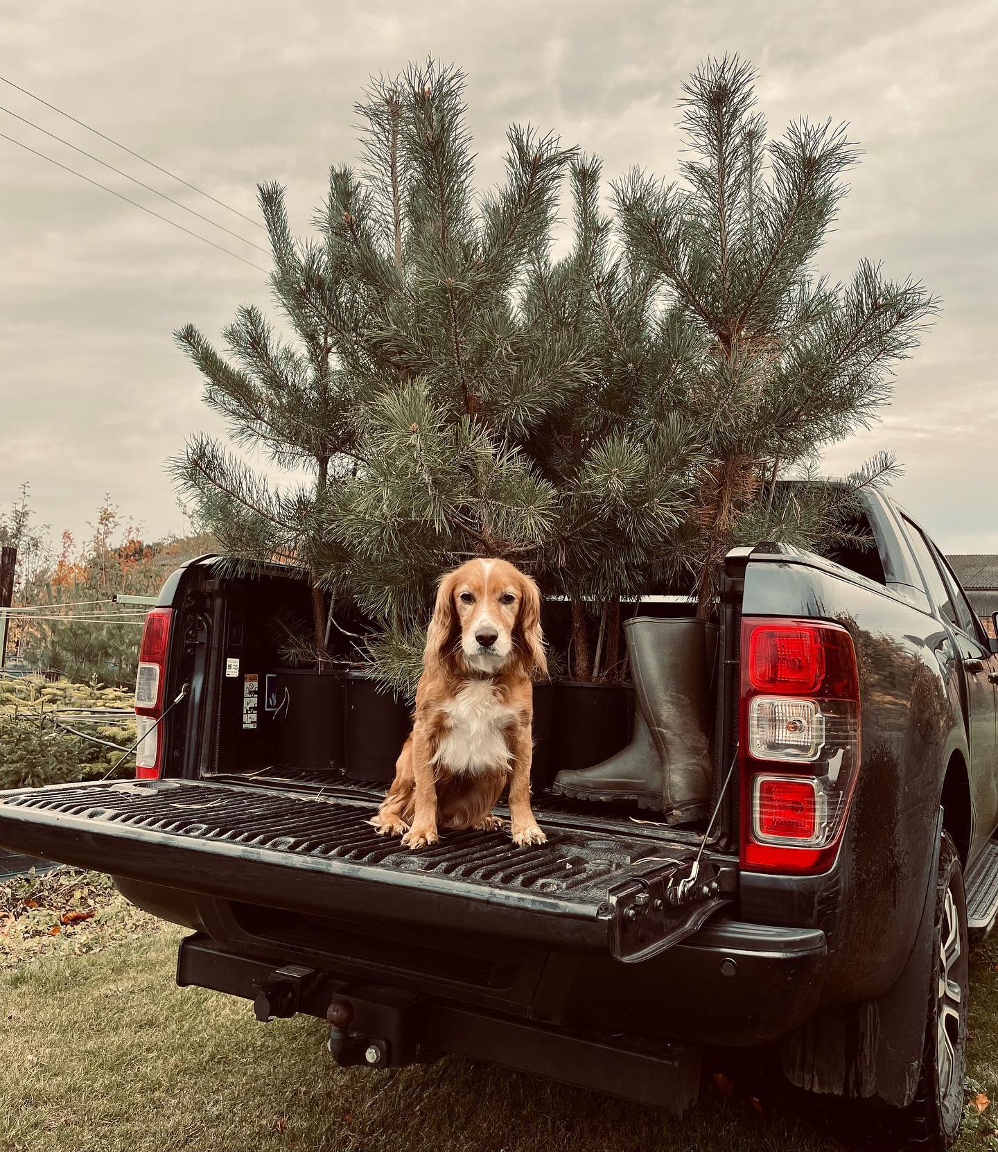 Planting season incoming 🌲 🌳
.
.
.
.
.
.
.
#gardeninspiration #landscaping #gardendesign #treenursery #treeplanting #lincolnshire