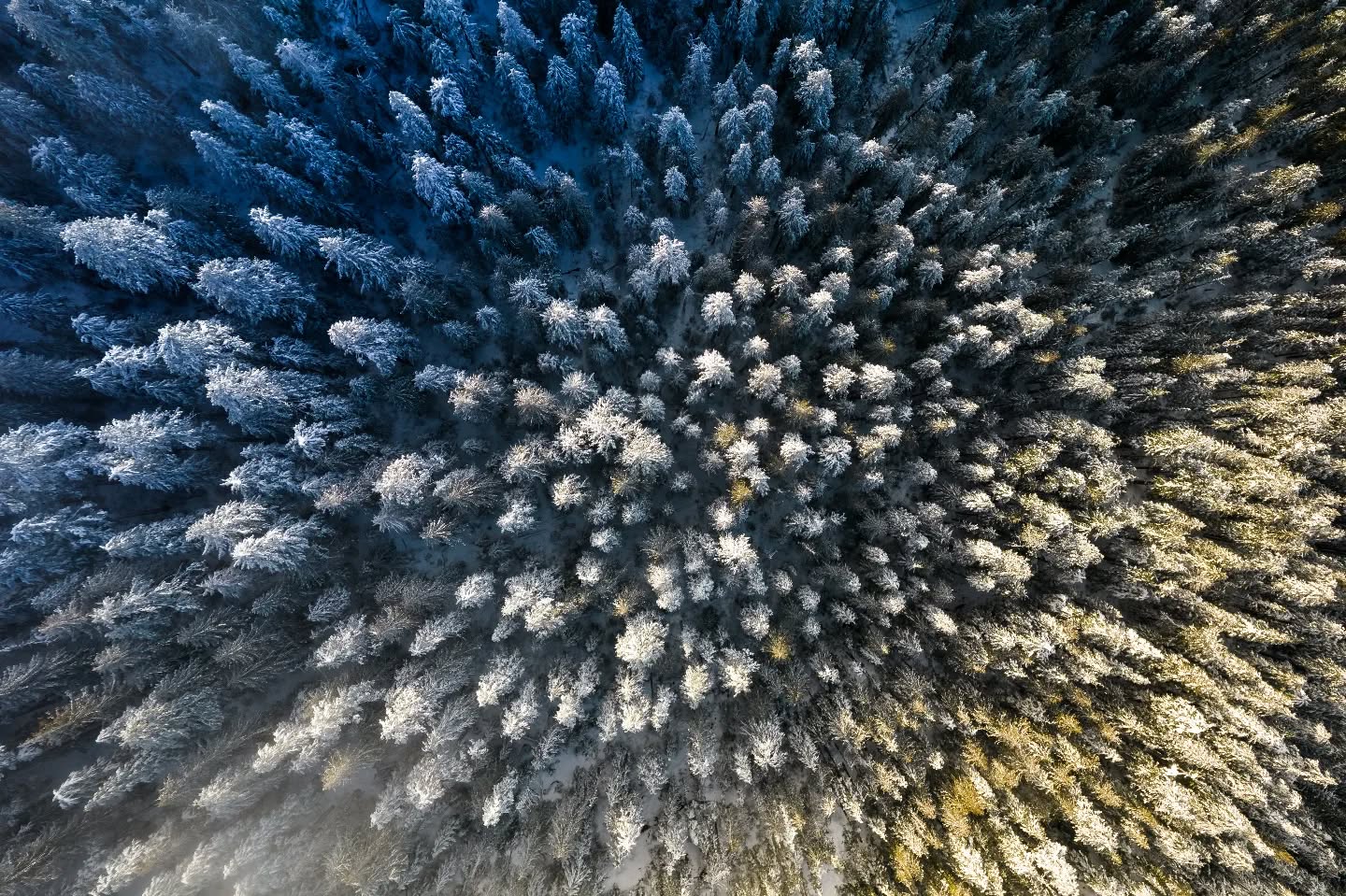 Light along the ridge. We had some nice snow falls lately, it's been nice getting out and getting some photos.
#landscapelover #landscapehunter #instagood #instatravel #landscapephotography #hellobc #explorebc #explorevancouverisland #landscape #forest #tree