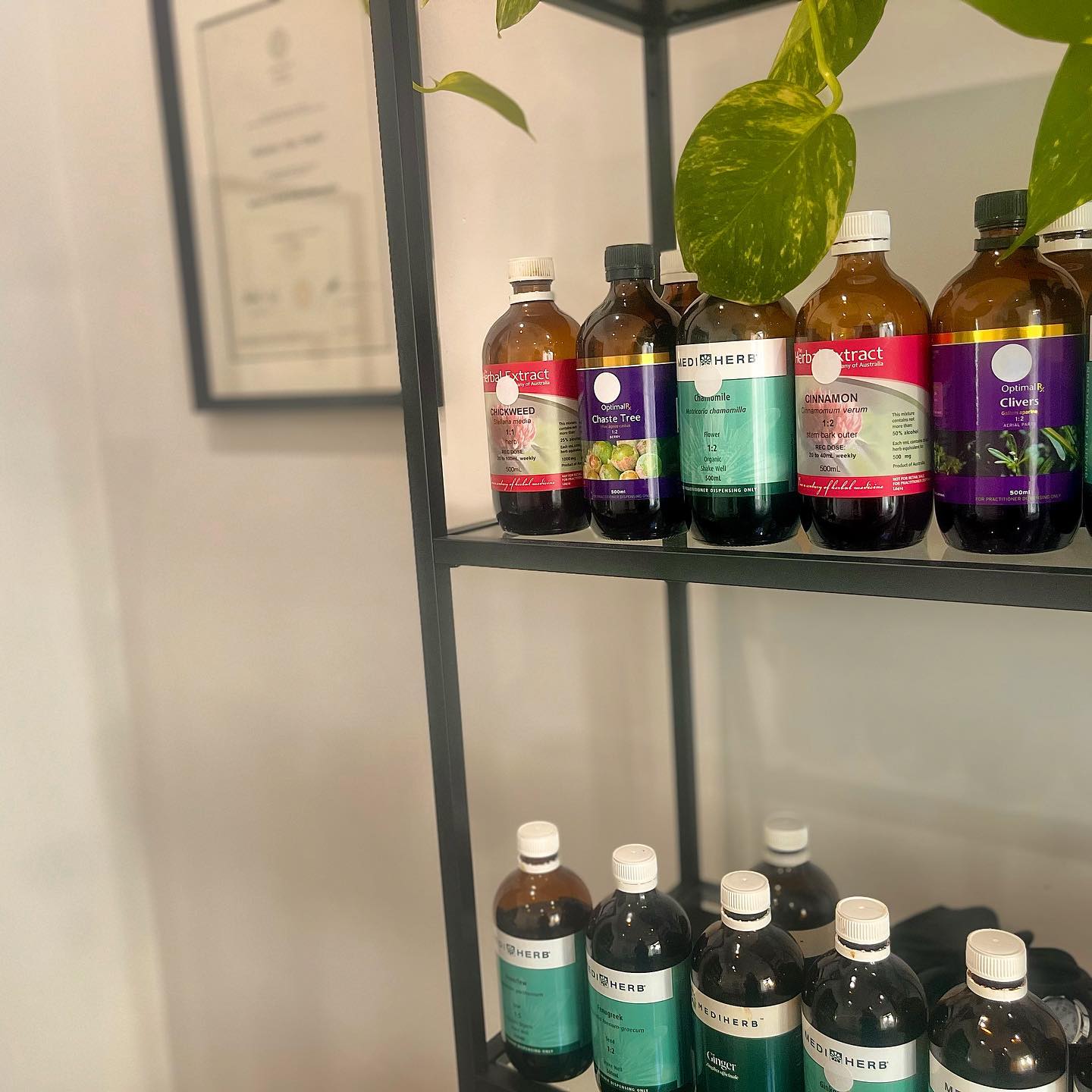 As a naturopath, I believe in the power of herbal medicine to support and enhance the body's natural healing abilities.
I use herbal medicine everyday to support women’s hormonal health and to address a wide range of hormonal conditions from PMS, endometriosis, PCOS, menopause, and troubles conceiving.
Some of my favourite herbs for hormonal health include Peony (Paeonia lactiflora), Chaste tree (Vitex agnus-castus) & Shatavari (Asparagus racemosus).These herbs are true powerhouses which can help to regulate menstrual cycles, manage menopausal symptoms, and improve fertility.
If you're struggling with hormonal imbalances or would like to improve your hormonal health, I encourage you to schedule an introductory consultation with me. Together, we can develop a personalised treatment plan that includes herbal remedies, nutrition, and lifestyle changes that works for your life. #naturopath #herbalmedicine #hormonalhealth