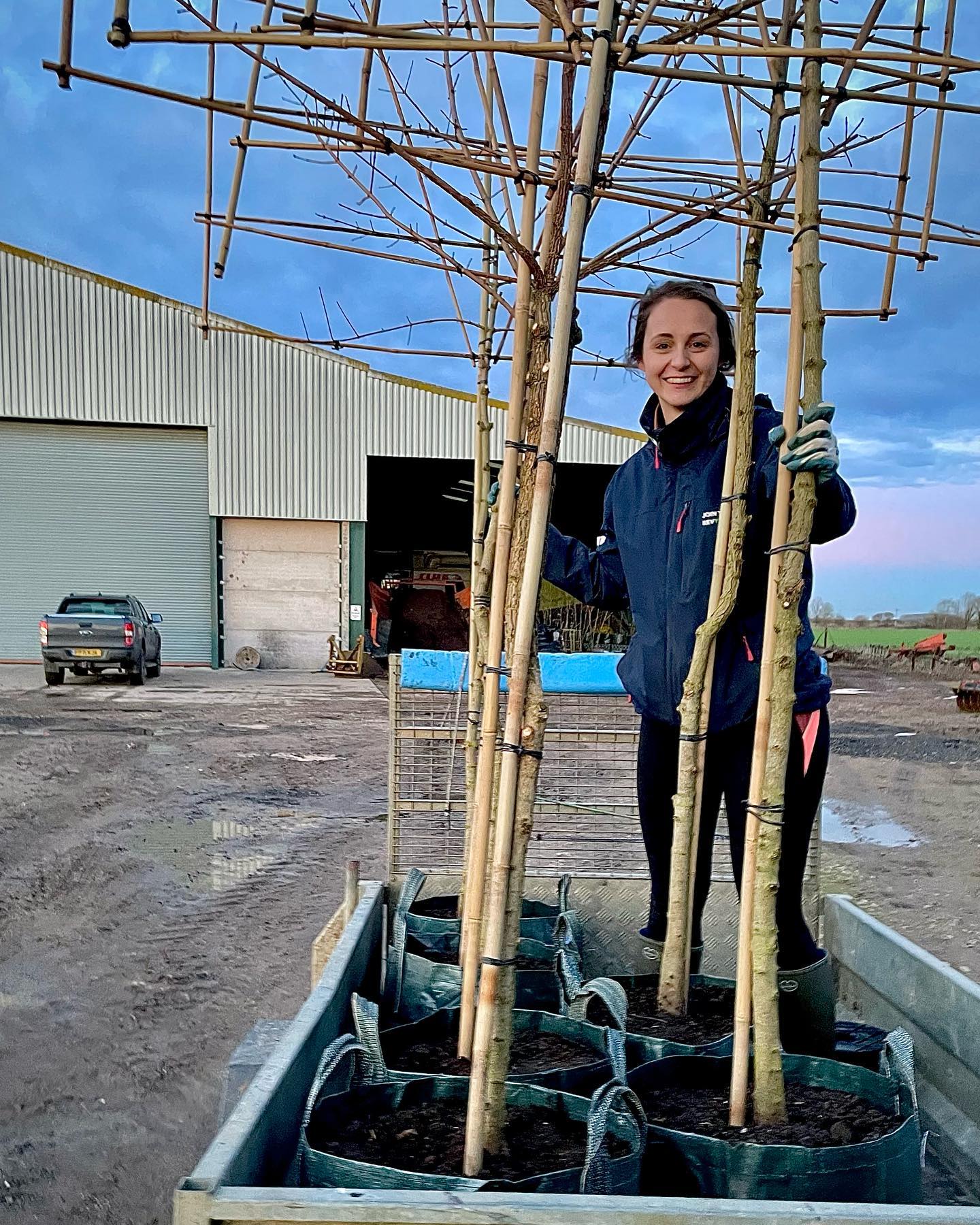 First batch of the new pleached tree range going out on the nursery ready for summer 2023. These trees have been grown and shaped over the past 5 years on the nursery. Commonly used as a raised screening effect above a standard 6ft fence line. This season Treescape has Pleached Pear, Crab apple, Hornbeam, Field Maple and Lime 🌳 🌳 🌳. #pleachedtrees #treenursery #landscapingideas #gardendesign #treeplanting