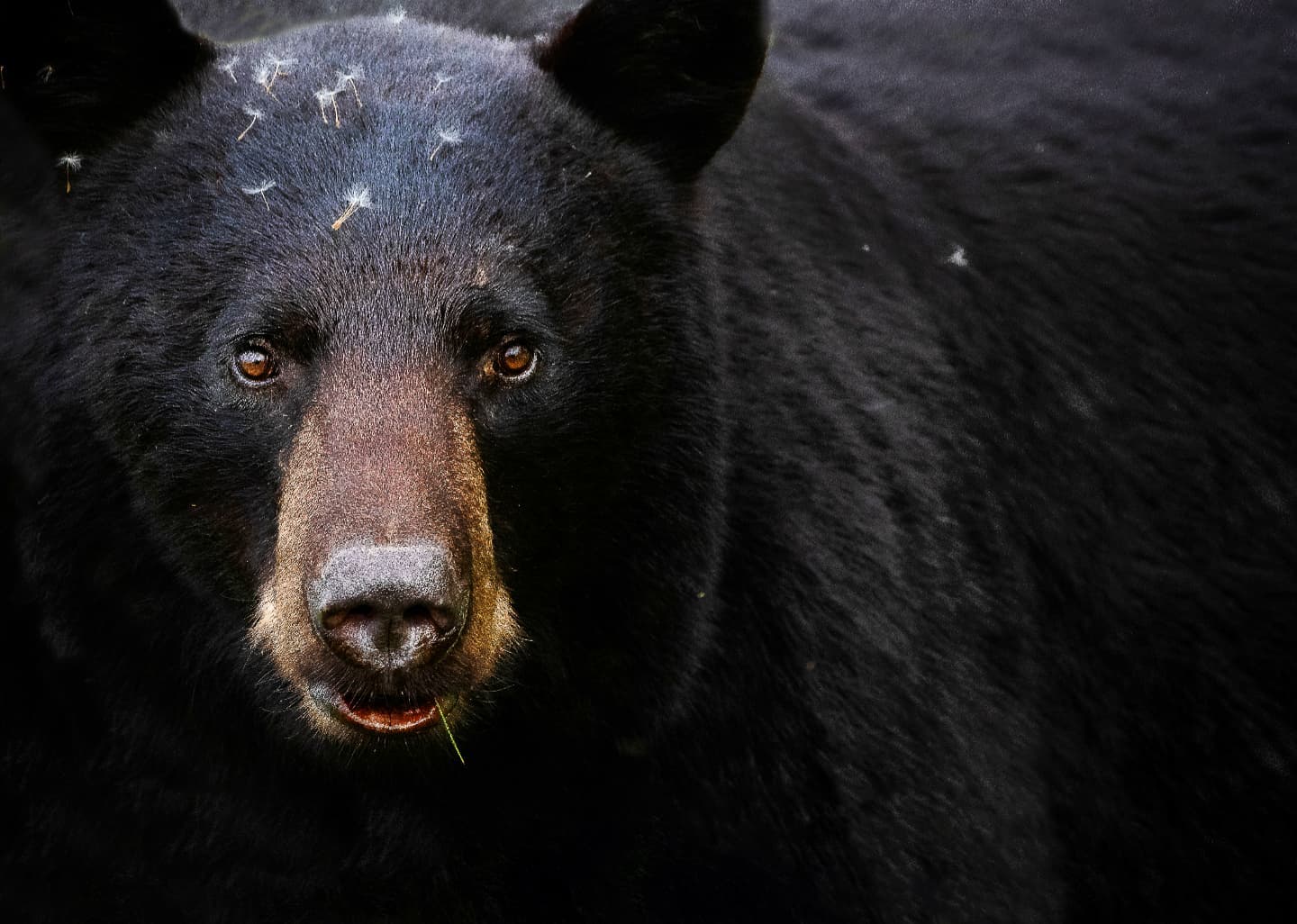 Ive had hundreds of opportunites to photograph black bears. After many years I finally got a photo that I felt really captured the black bear. This beautiful bear was eating dandelion by the road side in late spring, hence the dandelion seeds on his head.
.
.
.
.
#blackbear #hellobc #wildlife #explorebc #animalkingdom #animalportrait #wildlifephotography #bear