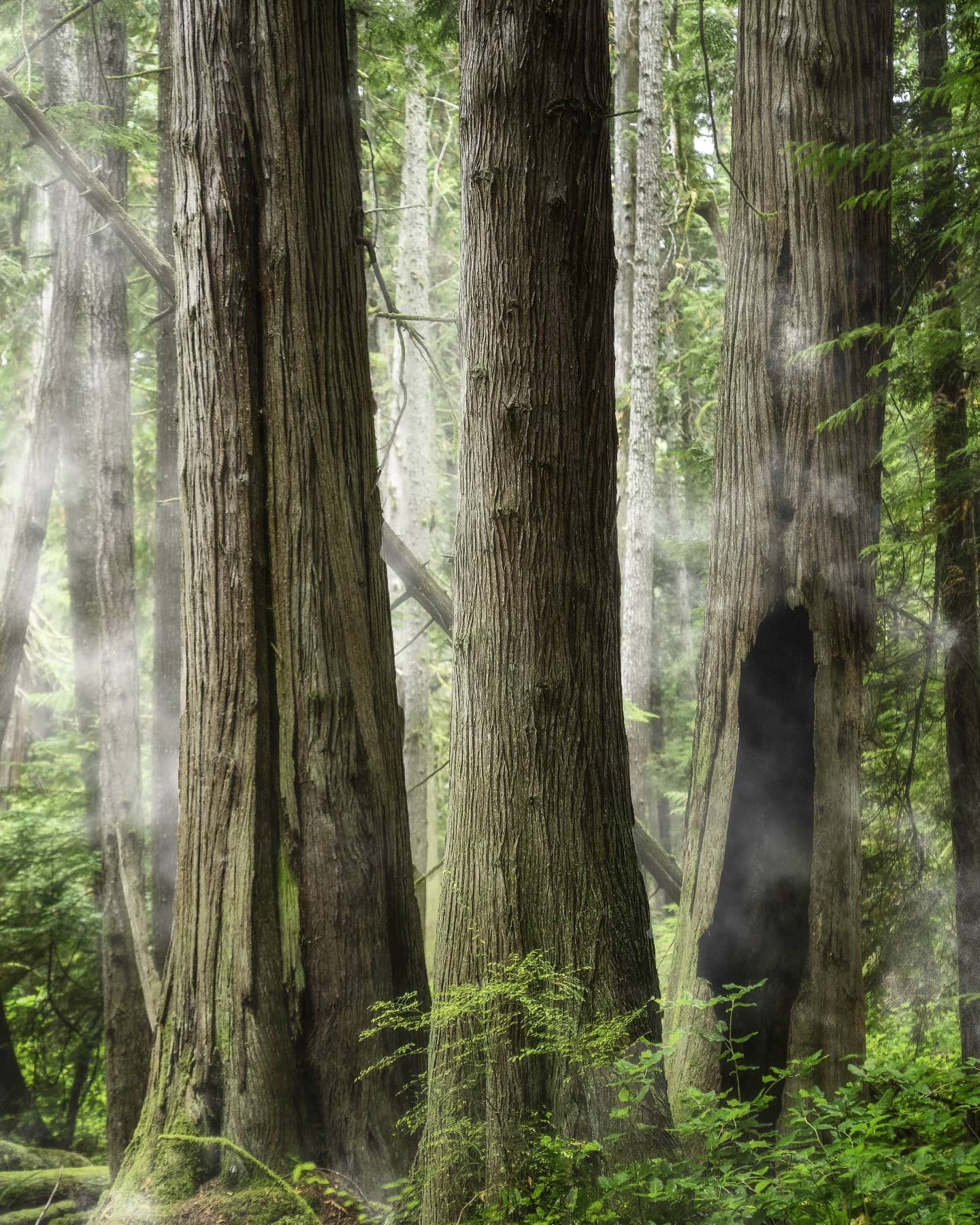 Coastal Giants. A stand of old growth on the west coast of Vancouver Island.
.
.
.
.
#oldgrowthforest #vancouverisland #forest #explorebc #explorevancouverisland #landscape #landscape_lover #treesofinstagram