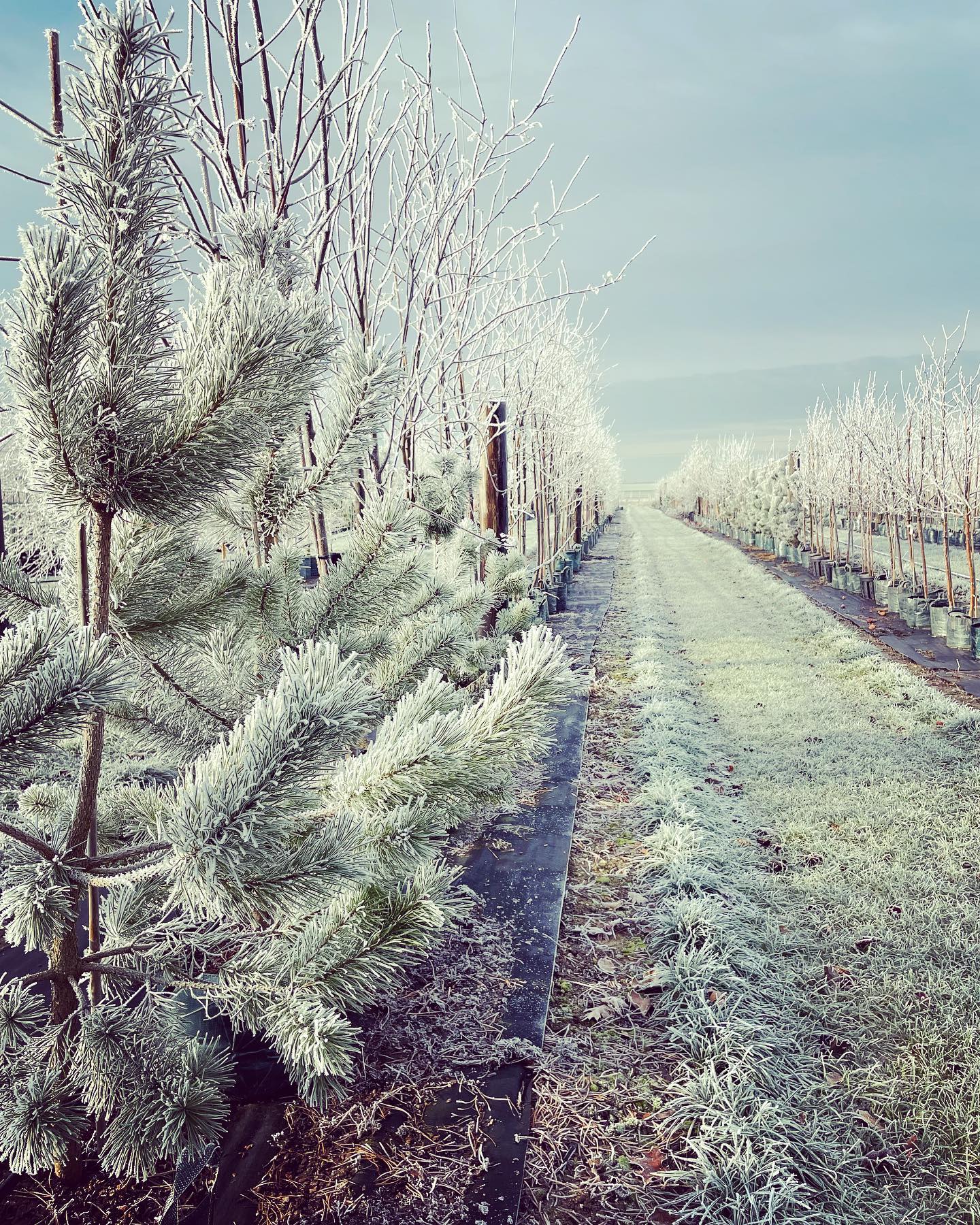 Frosty mornings ❄️ #treenursery #localtrees #treeplanting #landscapegardening