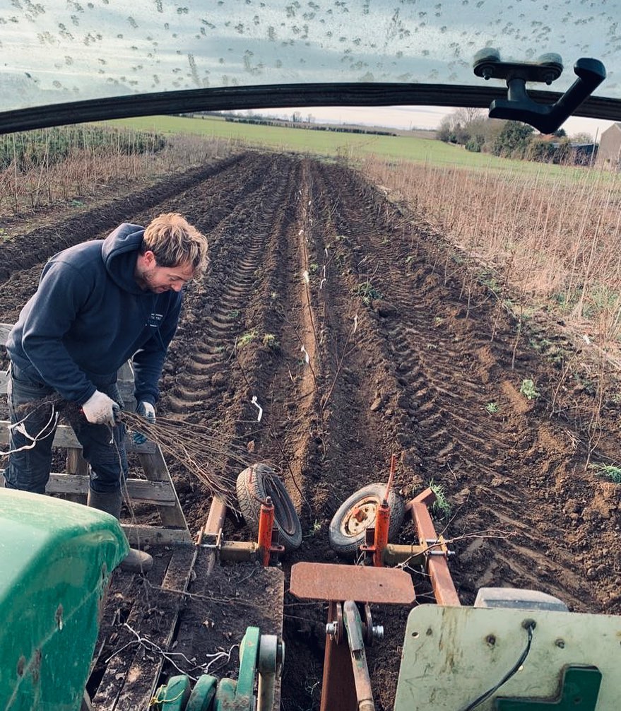 Planting Hornbeam on the nursery today. These will be lifted and potted in 5 years for pleached screening trees 🌳 🌳 #treenursery #treenurserylife #treeplanting #landscapingdesign #locallygrown