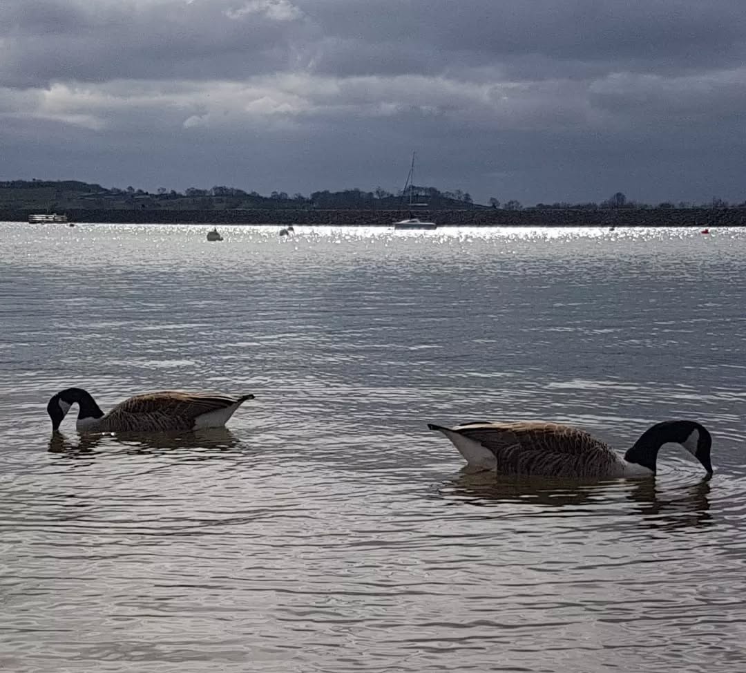 Low water levels not hindering Team Canada during the synchronised-swimming&snorkelling event at Carsington Water today 😆
Quite a few folks out sailing too ..they must be a tough breed out on the water in todays cold wind tho. ⛵🌬🦆
#carsingtonwater #canadagoose #morerain #derbyshire #carsingtonsailingclub