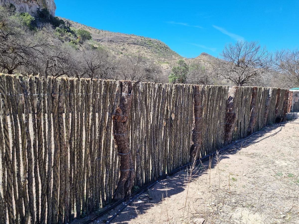 Cattle pens built to last with these ocotillo panels!🐂
#sonoranocotillo #ocotillofence #livingfence #sonorandesert #tucsonaz #phoenixaz #southerncalifornia #desert #desertvibes #ocotilloplant #desertdwellers #desertlife #cattlecountry #desertscape #desertliving #desertstyle #fencedesign #desertlandscape #homeandgarden #calilandscape #desertarchitecture #stickfence #ocotillo #fenceideas #desertoasis #deserthouse #desertbloom #desertgarden #ranchlife #deserthome