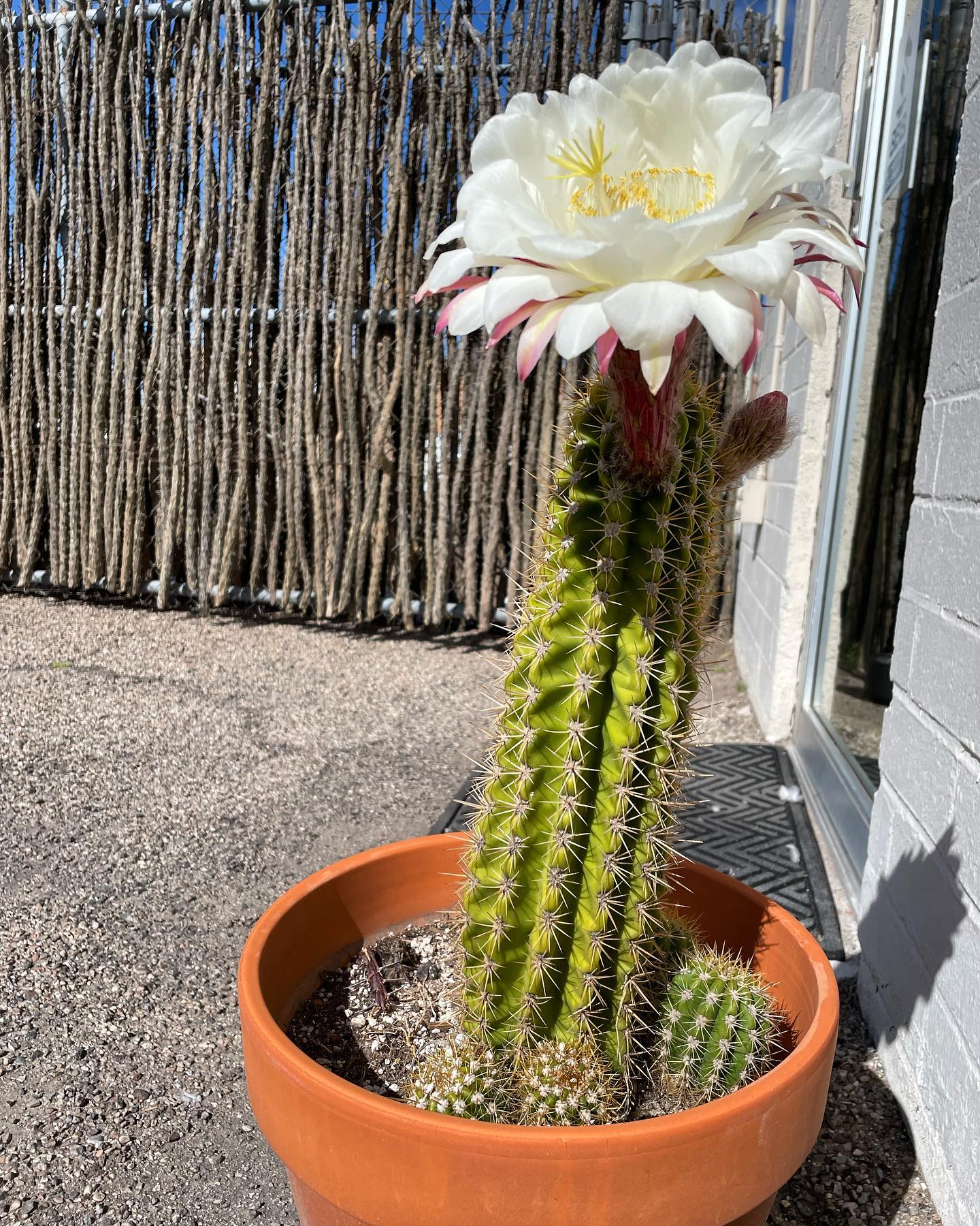 Beauty blooms even in the prickliest of places🌵🌸
sonoranocotillo #ocotillo #arizonalandscape #desertdweller #southernarizona #naturalbuilding #desertblooms #phoenix #rusticfence #ocotillofence #ocotillopanels #desertvibes #ocotilloplant #desertplants #desertlife #sonorandesert #deserthomes #organichome #deserthouse #desertarchitecture #fenceideas #cactusflower #desertlifestyle #customfence #desertliving #desertlandscape #fencedesign #stickfence #desertmood #desertdwelling