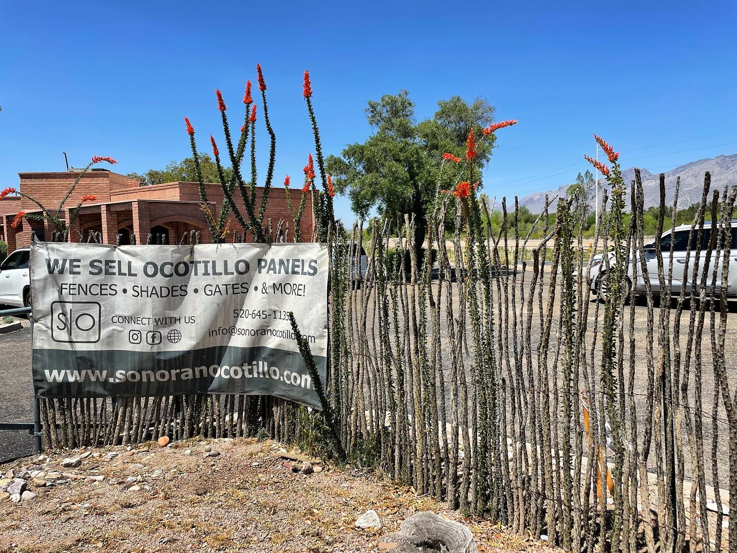 Our little ocotillo fence is in full bloom❤️🔥😍🌺🌿
#sonoranocotillo #joshuatree #ocotillofence #livingfence #monsoonseason #sonorandesert #tucsonaz #phoenixaz #monsoon #desert #desertvibes #ocotilloplant #desertdwellers #desertlife #scottsdale #plantnursery #desertscape #desertliving #desertstyle #fencedesign #desertlandscape #homeandgarden #calilandscape #desertarchitecture #stickfence #ocotillo #fenceideas #desertoasis #deserthouse #desertbloom
