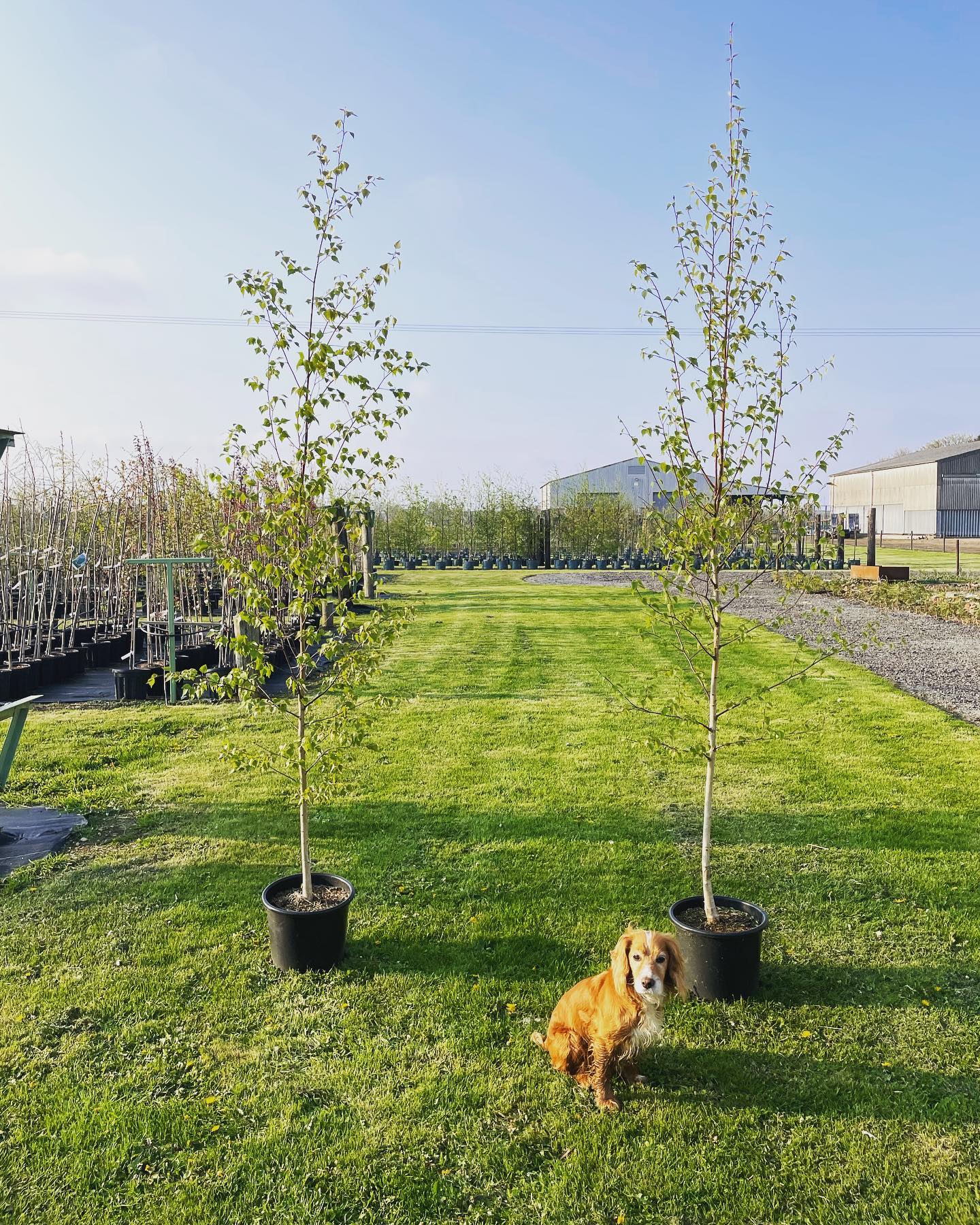 Silver birch - Betula pendula available in both 5 spaniels tall and 8 spaniels tall