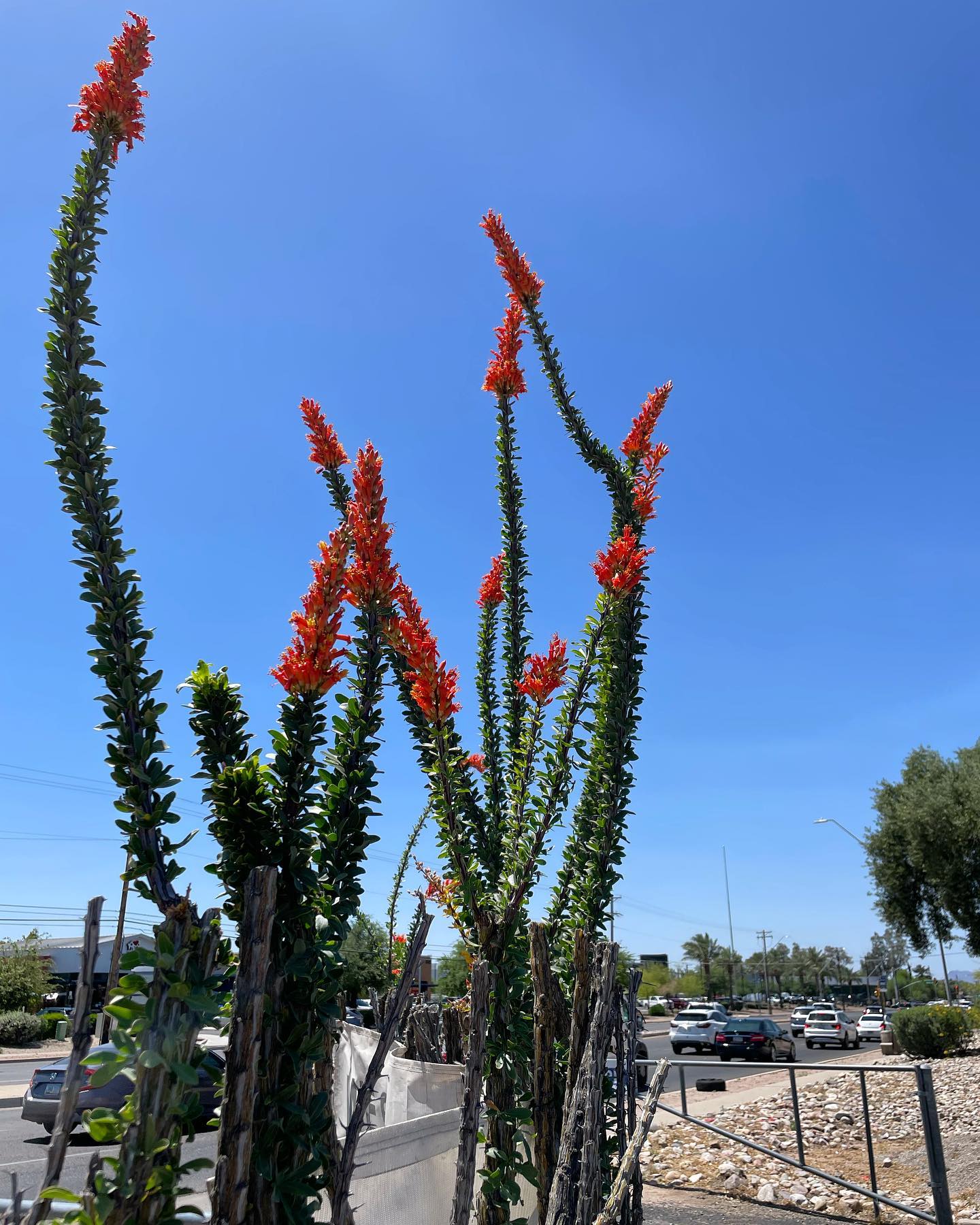 The ocotillo represents resilience and adaptability, two qualities we should all strive to embody in our efforts to protect and preserve our planet. Happy Earth Day! 🌎