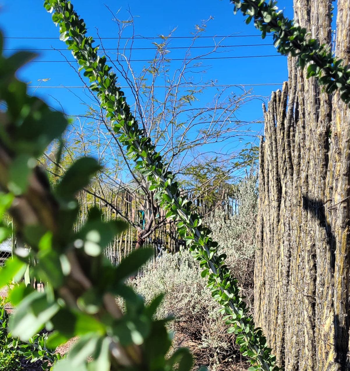 Add a touch of natural beauty to your property with our eco-friendly ocotillo fence panels🌿 #sustainableliving