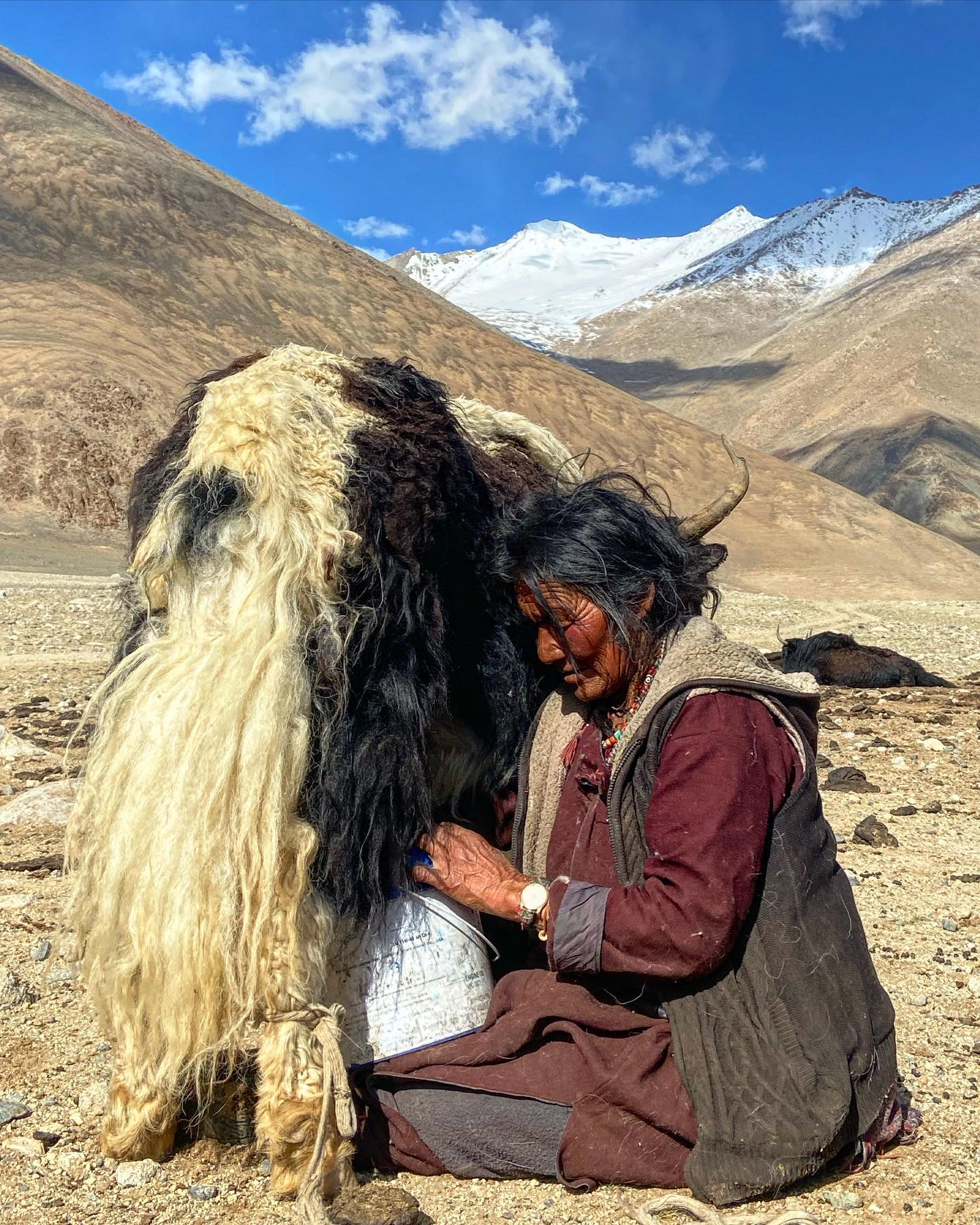TRAVEL STORIES FROM LADAKH
.
.
Belated Mother’s Day Post: An Unbreakable Connection
.
.
“In the heartfelt memoirs of my childhood, I revisit the enchanting moments spent with my extraordinary mother. Meet the woman who carried the wisdom of 70 nomadic years upon her shoulders. A portrait of strength, resilience, and love. Transporting myself back to the vast landscapes of Chushul, I recall the humble abode that was our sanctuary. The simplicity of our nomadic life fostered a deep connection with nature, and I was blessed to witness the magic unfold. One of my dearest memories involves helping my mother with the daily nomadic tasks. As the sun gently rose, me and my sisters would gather around the herds of cattles, patiently watching our mother milking the precious liquid of sustenance. Our shared laughter and synchronized movements created a bond that words cannot express.  Reflecting on those cherished days, I am in awe of the strength and resilience my mother exhibited. Her tireless dedication to our nomadic way of life, her unwavering spirit, and her unconditional love shaped me into the person I am today. Forever grateful for the lessons she taught me. As I embark on my own journey, I carry the essence of my nomadic upbringing within my heart. It is a part of me, a compass that guides me through life's challenges. To my remarkable mother, thank you for instilling in me a love for nature, a thirst for adventure, and the courage to embrace the unknown”
.
.
Courtesy @amo_sonam_07 
#ladakhbackpackers #outlooktraveller #tripadvisor #travelholic #backpacking  #trendingreels #lehladakh #backpackers #trending ##wanderlust #spiritualawakening #instagram #nikonindiaphotography #ladakh #likeforlikes #backpackertrails #ladakhdiaries #followforfollow #adventurelover #himalyandiaries #himalayas #ladakh2023 #incredibleindia #travelstories #travelphotography #incredibleindia