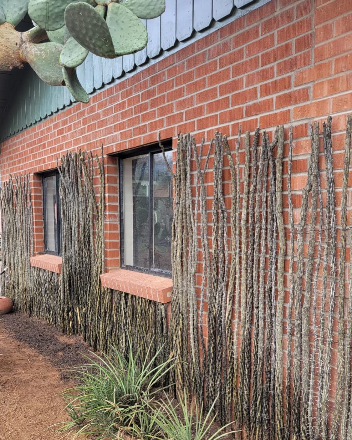 Get creative this summer with our natural ocotillo panels🌿
#sonoranocotillo #ocotillofence #livingfence #sonorandesert #tucsonaz #phoenixaz #southerncalifornia #desert #desertvibes #ocotilloplant #desertdwellers #desertlife #cattlecountry #desertscape #desertliving #desertstyle #fencedesign #desertlandscape #homeandgarden #calilandscape #desertarchitecture #stickfence #ocotillo #fenceideas #desertoasis #deserthouse #desertbloom #desertgarden #ranchlife #deserthome