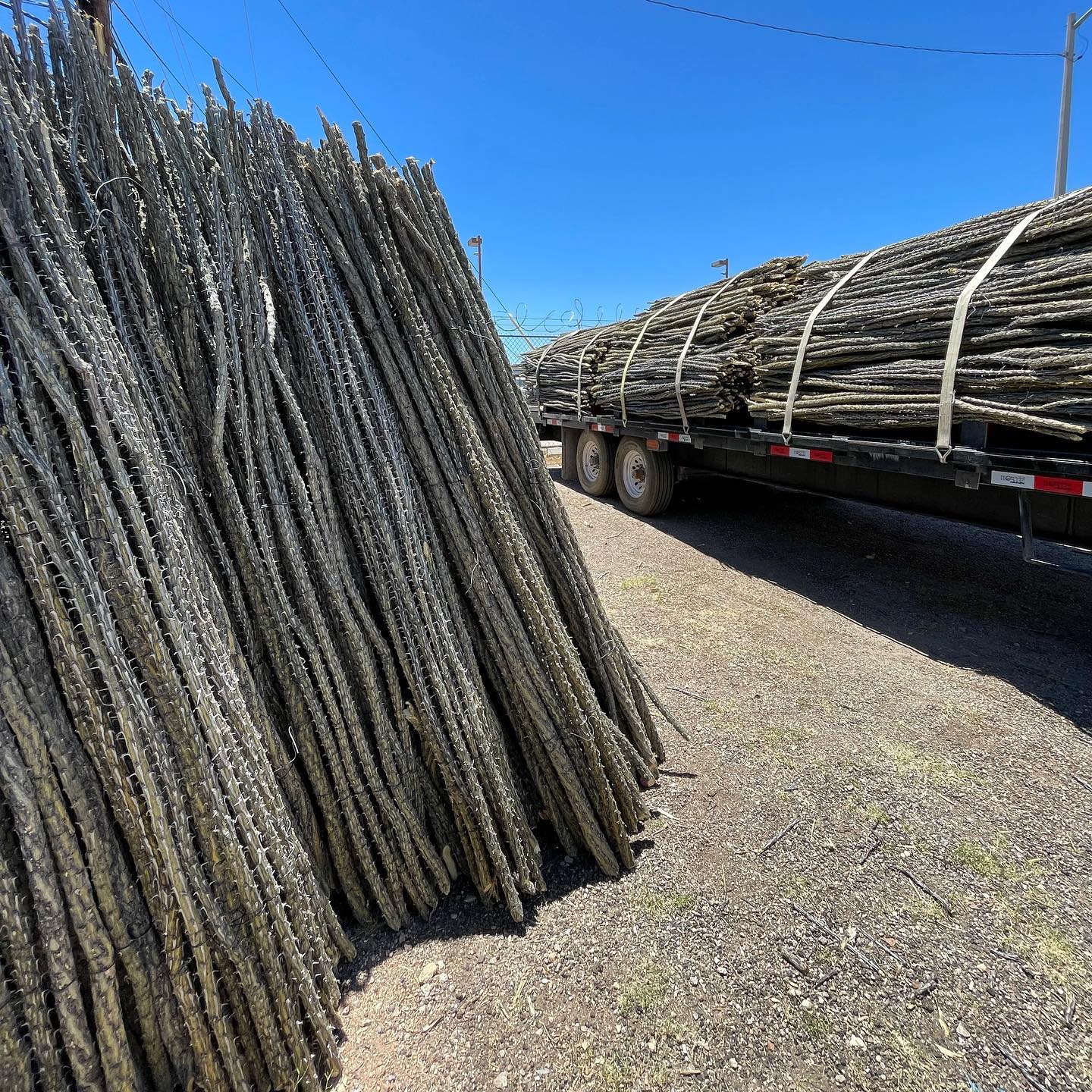 🌱Fresh🌱Fresh🌱Fresh🌱
Eco friendly, natural ocotillo bundles ready to install😃
#sonoranocotillo #joshuatree #ocotillofence #livingfence #joshuatreecalifornia #sonorandesert #tucsonaz #phoenixaz #southerncalifornia #desert #desertvibes #ocotilloplant #desertdwellers #desertlife #scottsdale #plantnursery #desertscape #desertliving #desertstyle #fencedesign #desertlandscape #homeandgarden #calilandscape #desertarchitecture #stickfence #ocotillo #fenceideas #desertoasis #deserthouse #desertbloom