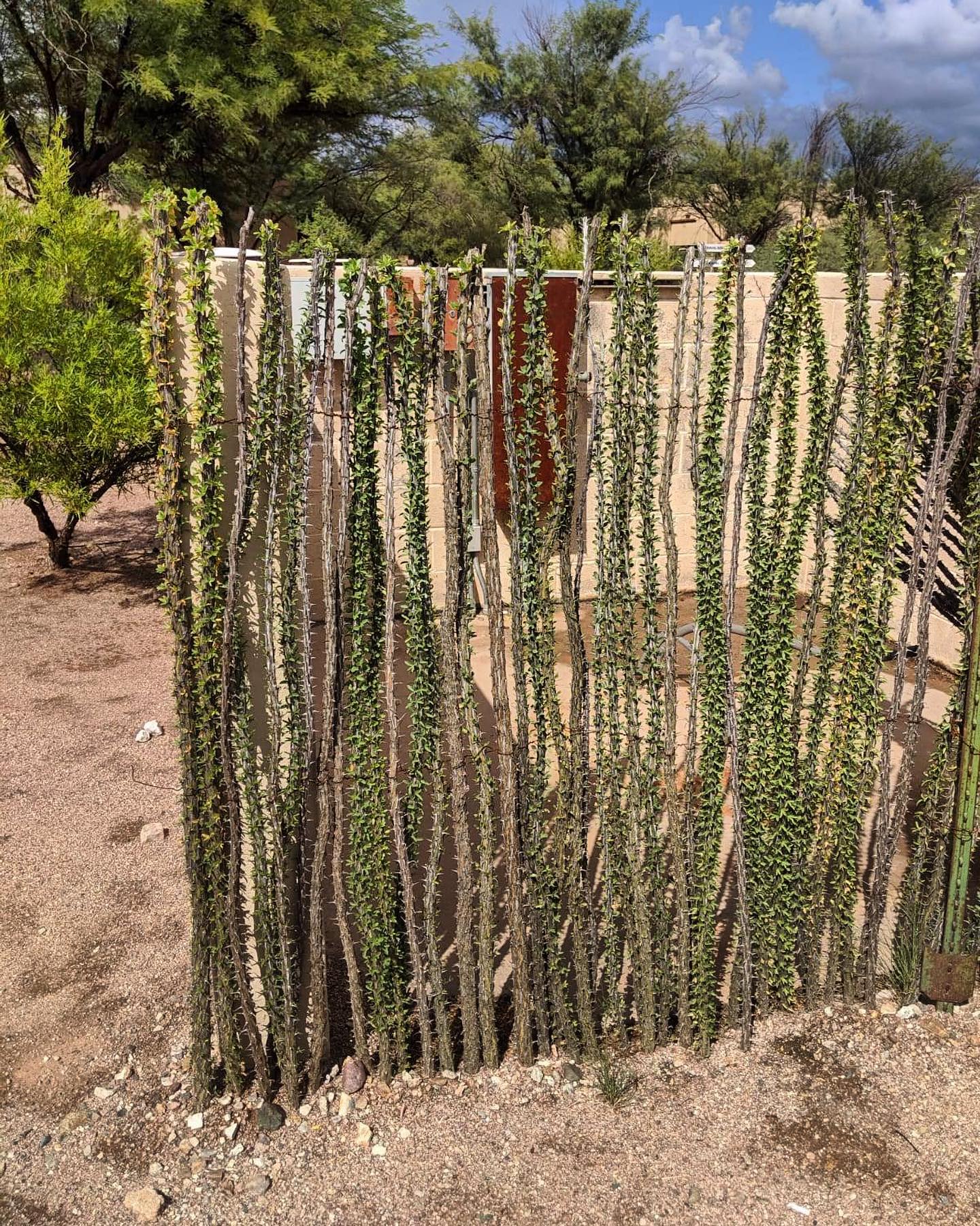 Seamless living ocotillo fence with a purpose🌿
#sonoranocotillo #joshuatree #ocotillofence #livingfence #joshuatreecalifornia #sonorandesert #tucsonaz #phoenixaz #southerncalifornia #desert #desertvibes #ocotilloplant #desertdwellers #desertlife #scottsdale #plantnursery #desertscape #desertliving #desertstyle #fencedesign #desertlandscape #homeandgarden #calilandscape #desertarchitecture #stickfence #ocotillo #fenceideas #desertoasis #deserthouse #desertbloom