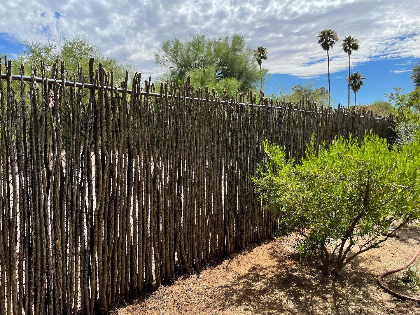 Pro tip: do a double ocotillo fence for more privacy and a fuller look🌿🌿
#sonoranocotillo #joshuatree #ocotillofence #livingfence #joshuatreecalifornia #sonorandesert #tucsonaz #phoenixaz #southerncalifornia #desert #desertvibes #ocotilloplant #desertdwellers #desertlife #scottsdale #plantnursery #desertscape #desertliving #desertstyle #fencedesign #desertlandscape #homeandgarden #calilandscape #desertarchitecture #stickfence #ocotillo #fenceideas #desertoasis #deserthouse #desertbloom