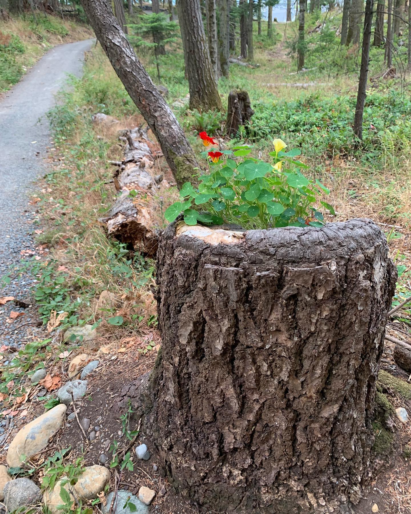 •B E A U T Y•
While I'm training for an upcoming run, I'm purposely looking for beauty and awe in my surroundings. It's been nice noticing things I wouldn't have if I wasn't out jogging. It's the little things, but I'll take it!✨
.
.
#counselling #canadiancounsellor #registeredclinicalcounsellor #victoriabc #pnwcounsellor #counsellingpractice #individualcounselling #bcacc #ccpa #RCC #counsellor #colwoodcounsellor #colwood #backtobackchiro #westshorecounsellor #therapist #westshorechamberofcommerce