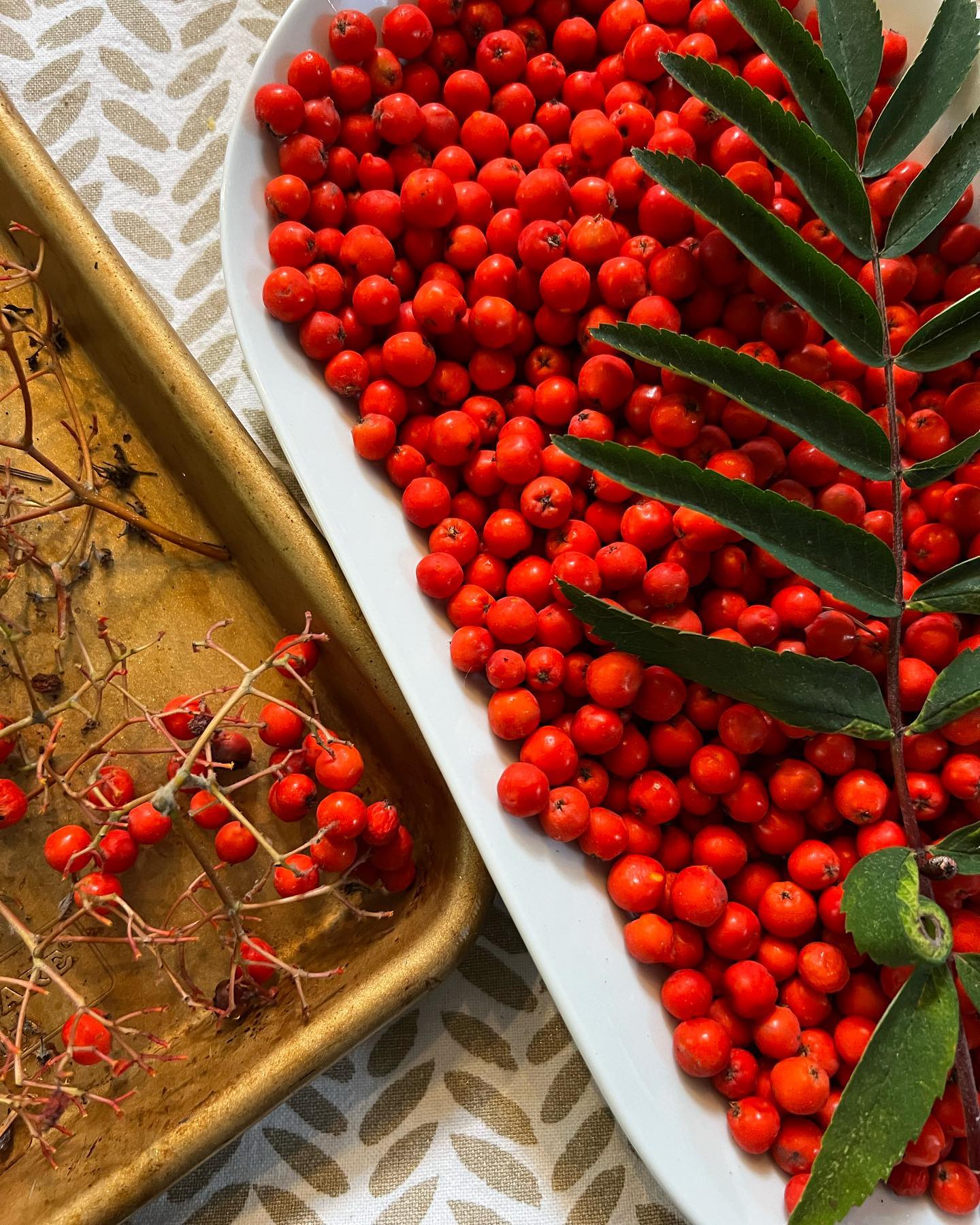 ✨”Abolition is a fluid, ephemeral word that demands that I stop basing my dream of a liberated future on the preservation of the ‘good’ qualities of the present system and enter the real struggle of imagining brand-new ways of being in relationship with myself and my communities”
-Lama Rod Owens
📸 1 Rowan Berries for making and offering
📸 2&3 carrying forward a low tide vibe
📸4 Can anybody tell me WTF these crows were doing? Seriously