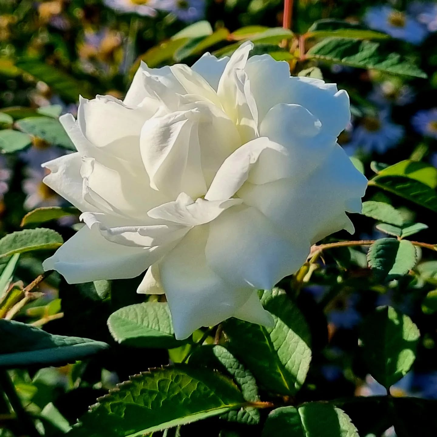 Si pure et si belle 🤍 ... juste Elle