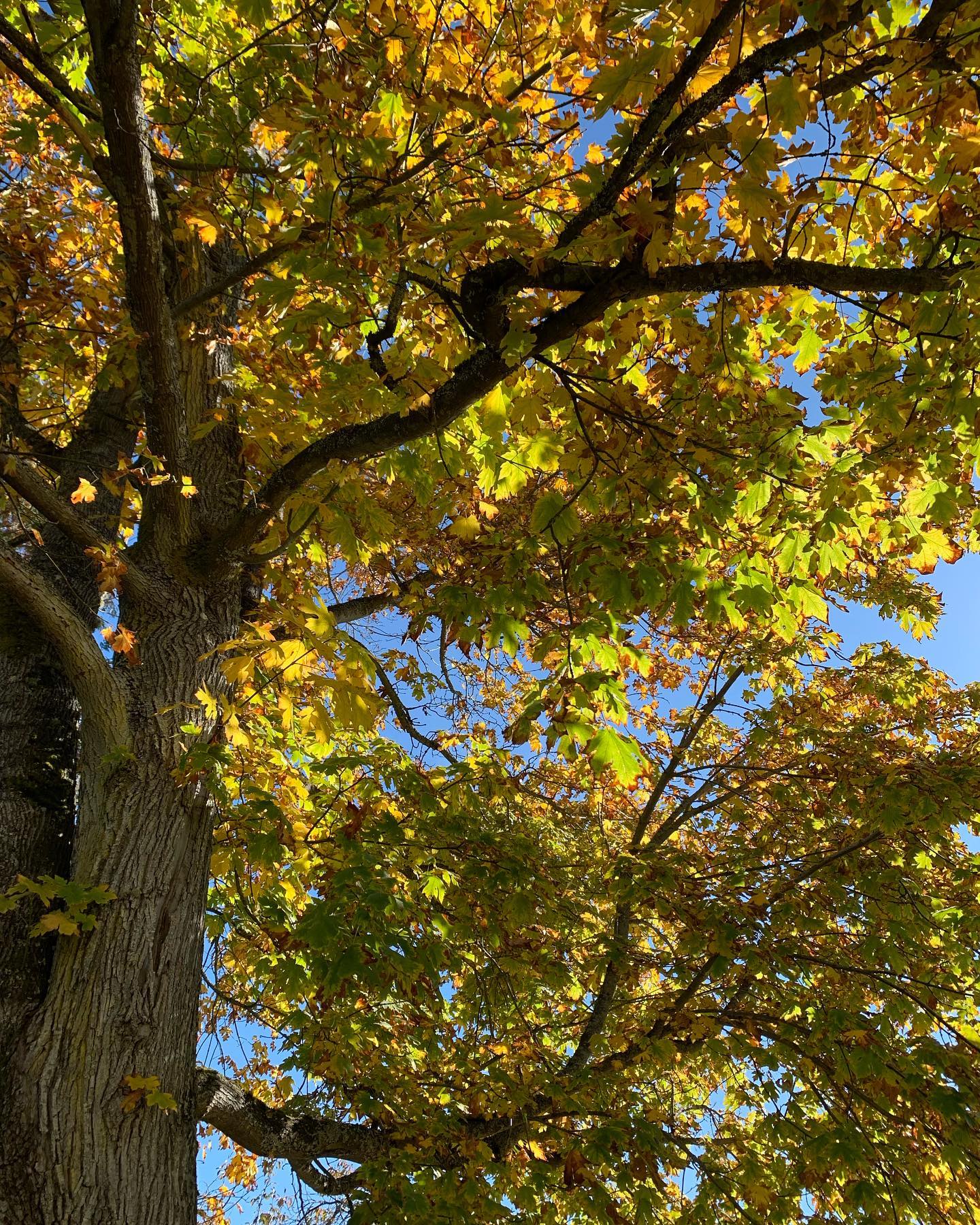 •C H A N G E•
Where does everyone land on change? It hasn't always been my favourite, but taking time to notice and appreciate a few aspects of the newness can be helpful. And it isn't hard to swoon over the autumn colours these days! 🍂🍁
.
.
#counselling #canadiancounsellor #registeredclinicalcounsellor #victoriabc #pnwcounsellor #counsellingpractice #individualcounselling #bcacc #ccpa #RCC #counsellor #colwoodcounsellor #colwood #backtobackchiro #westshorecounsellor #therapist #westshorechamberofcommerce