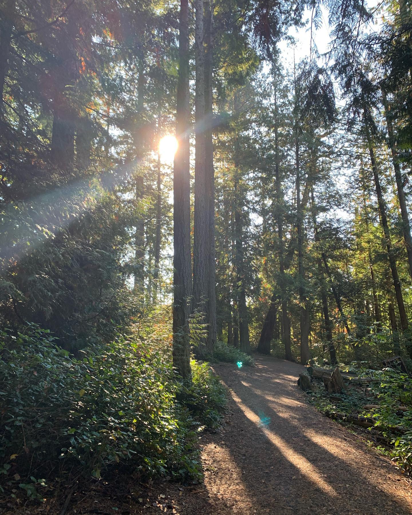 •L I G H T•
A beautiful morning walk with the sun peaking through the trees 😍!
.
.
#counselling #canadiancounsellor #registeredclinicalcounsellor #victoriabc #pnwcounsellor #counsellingpractice #individualcounselling #bcacc #ccpa #RCC #counsellor #colwoodcounsellor #colwood #backtobackchiro #westshorecounsellor #therapist #westshorechamberofcommerce